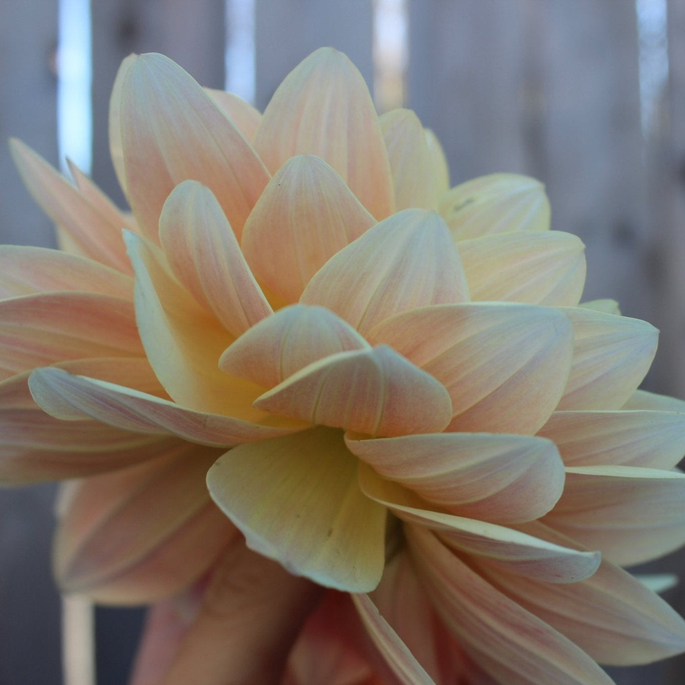 Lee's Lotusland - Freese Flower Farm