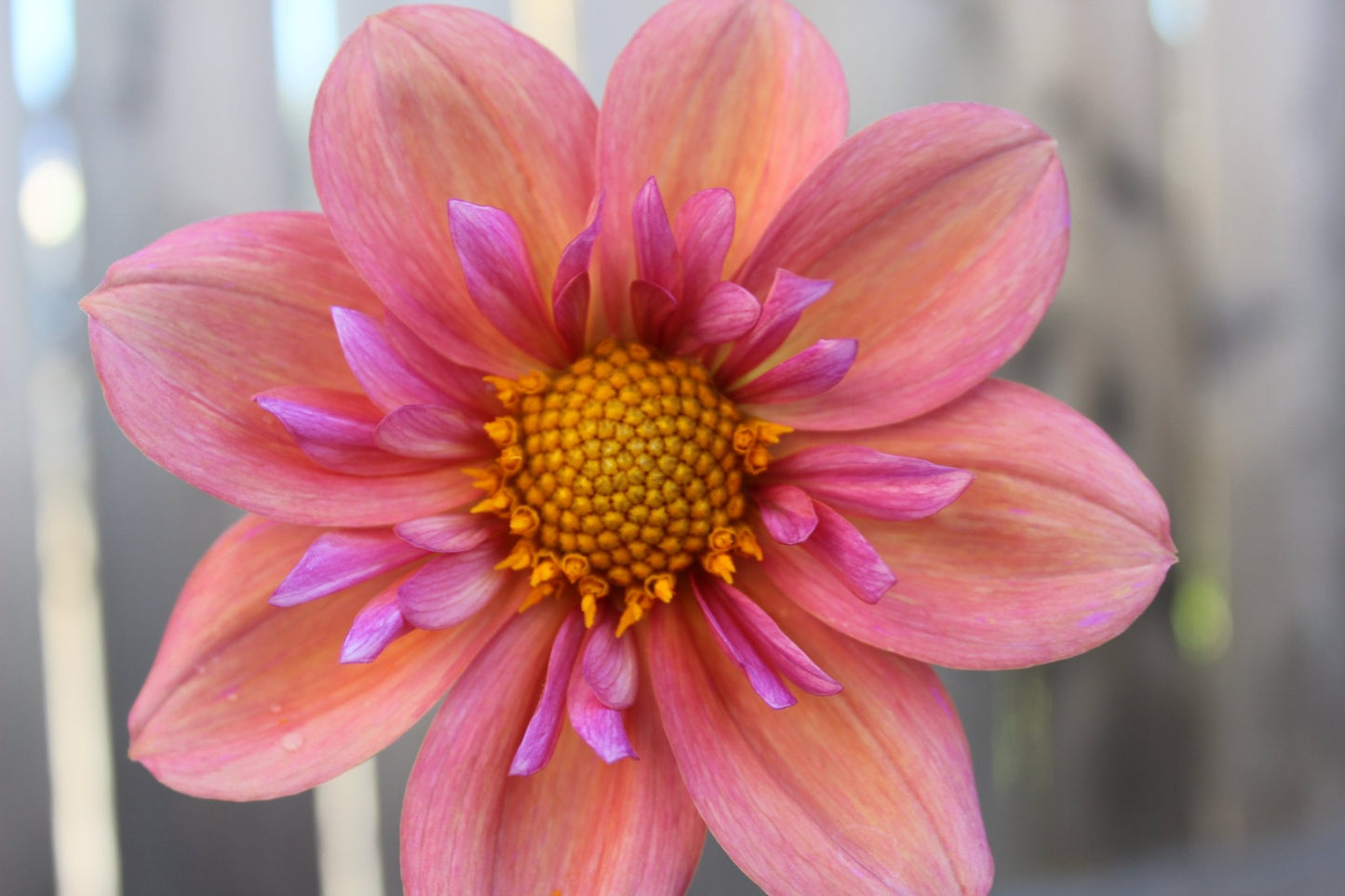 Strawberry Bon Bon - Freese Flower Farm