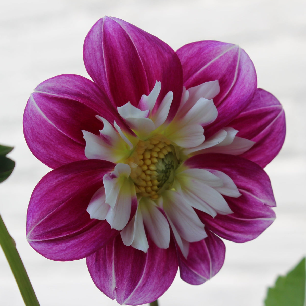 Apopa Beauty - Freese Flower Farm