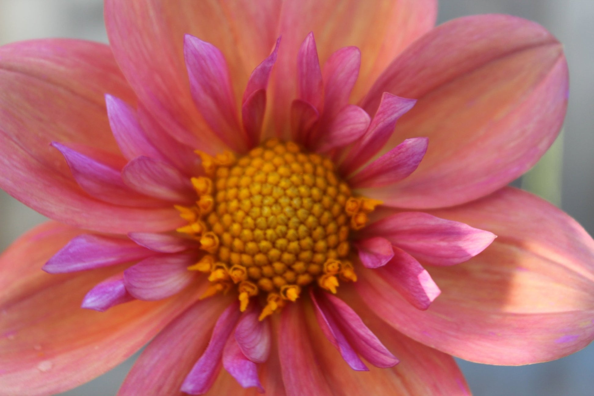 Strawberry Bon Bon - Freese Flower Farm