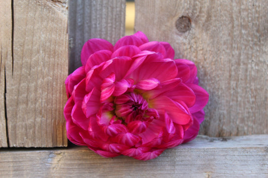 Holly Hill Lillian - Freese Flower Farm