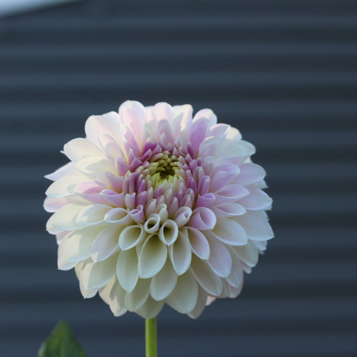 RM Valyrian - Freese Flower Farm
