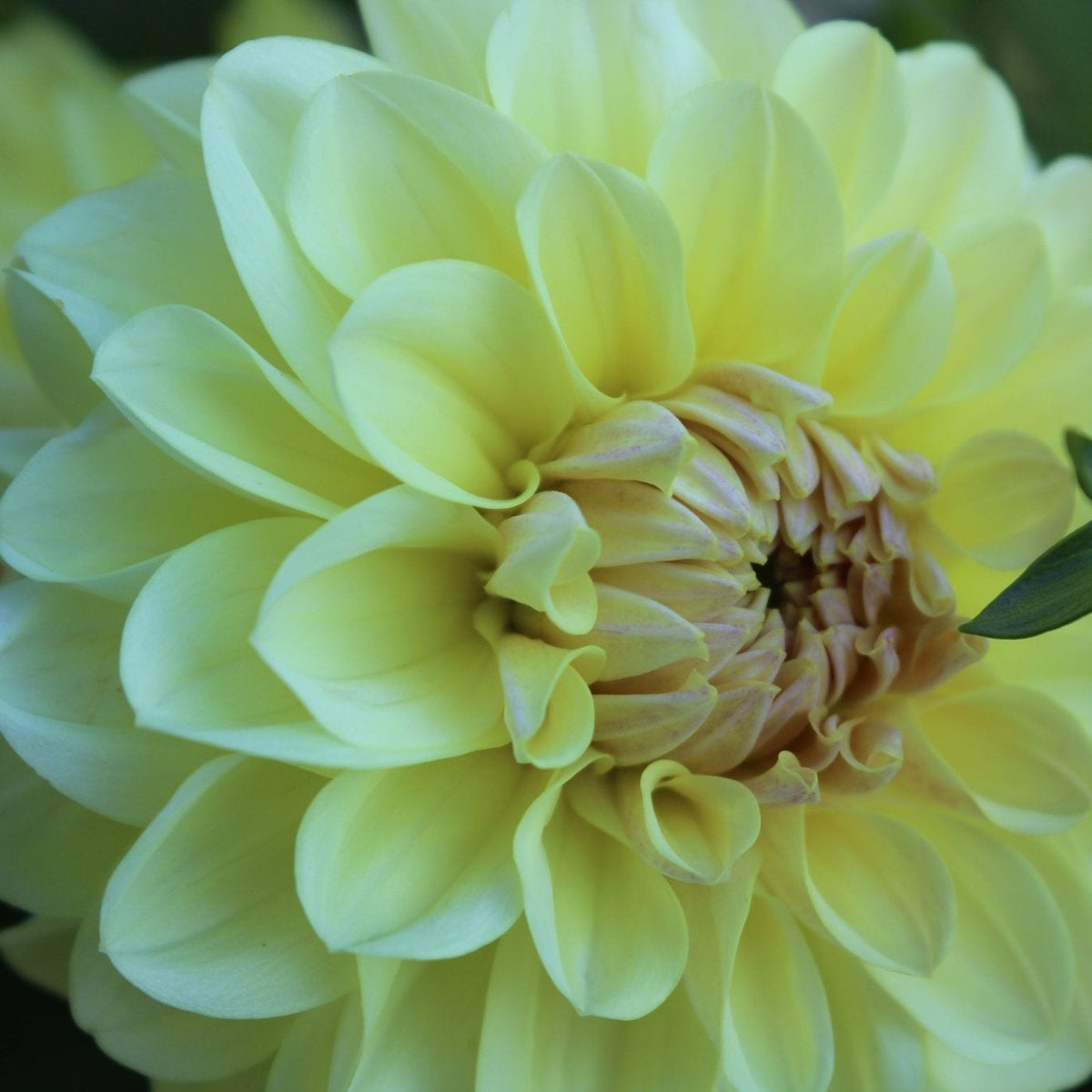 LTF Lemon Blush - Freese Flower Farm