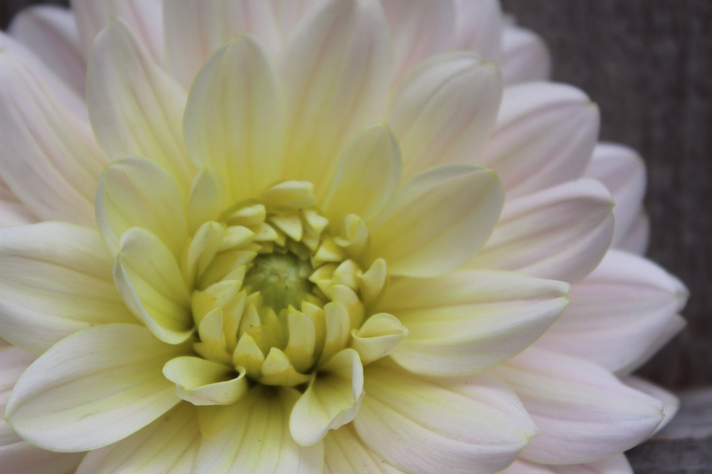 Diana's Memory - Freese Flower Farm