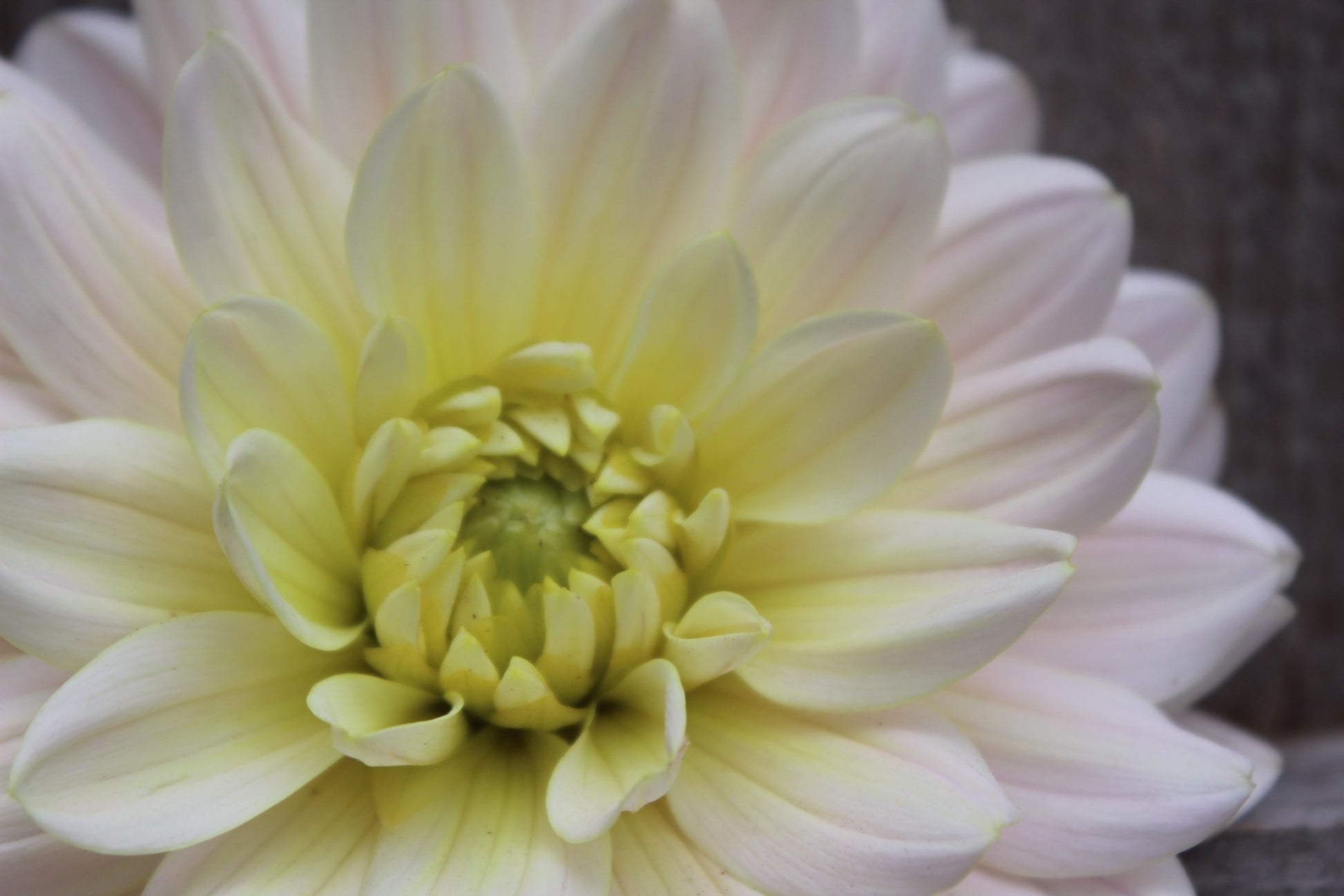 Diana's Memory - Freese Flower Farm