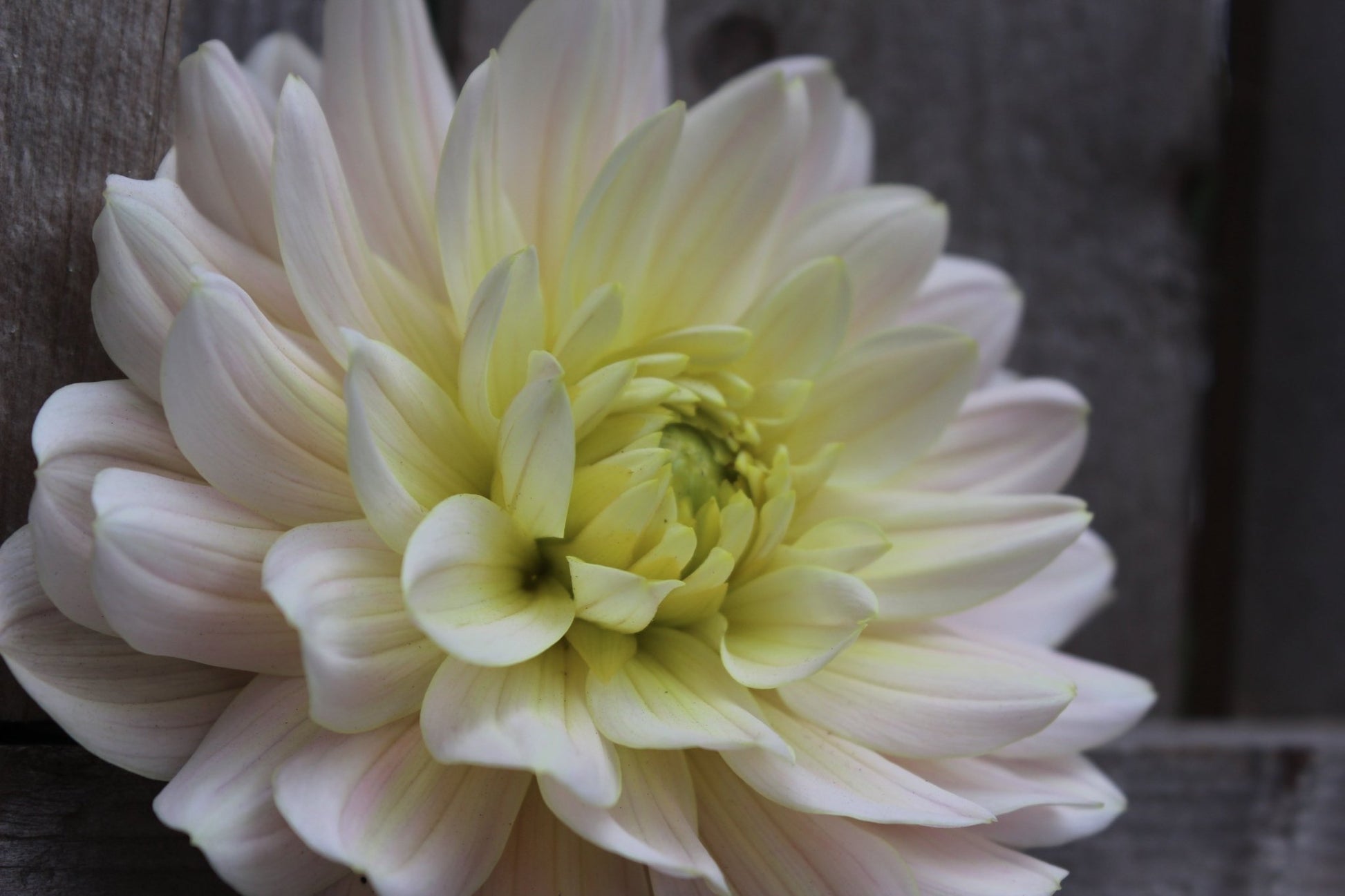 Diana's Memory - Freese Flower Farm