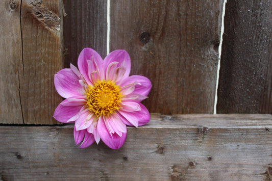 BQ Arise - Freese Flower Farm