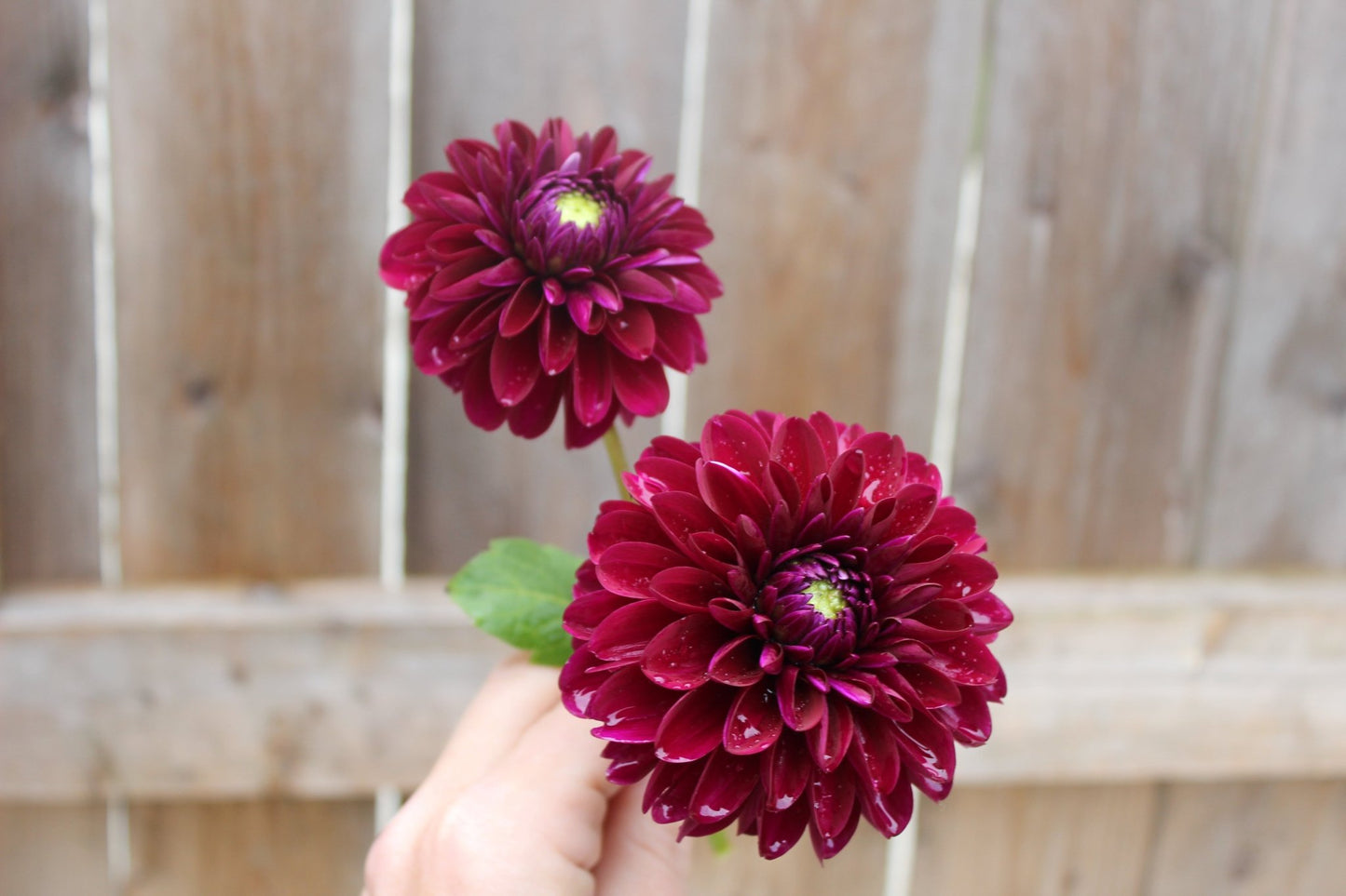 Black Diamond - Freese Flower Farm