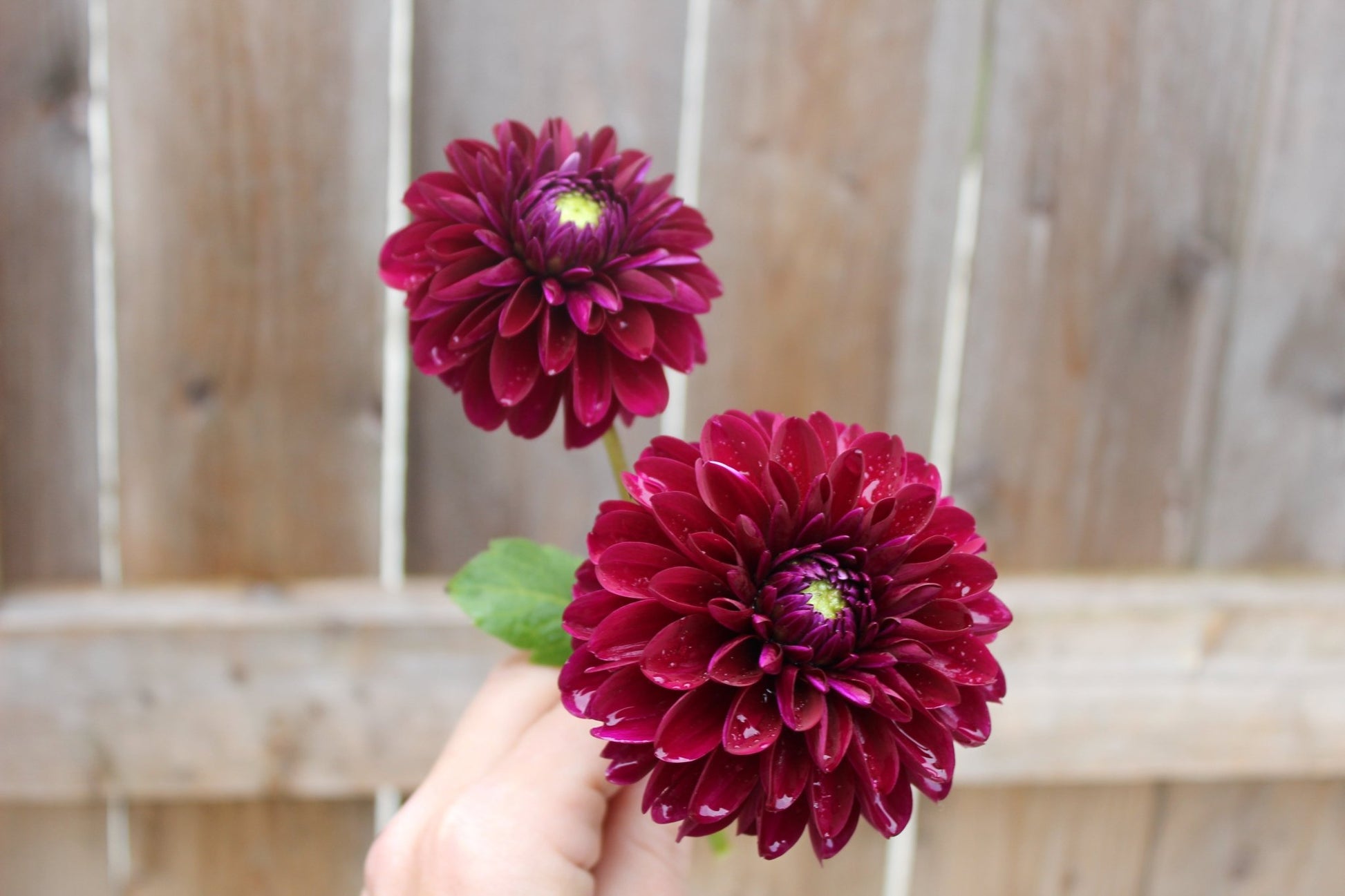 Black Diamond - Freese Flower Farm