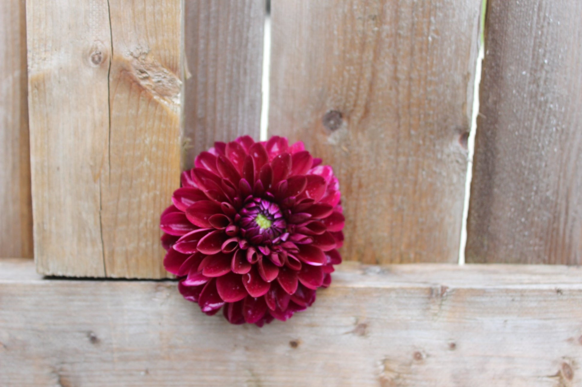 Black Diamond - Freese Flower Farm