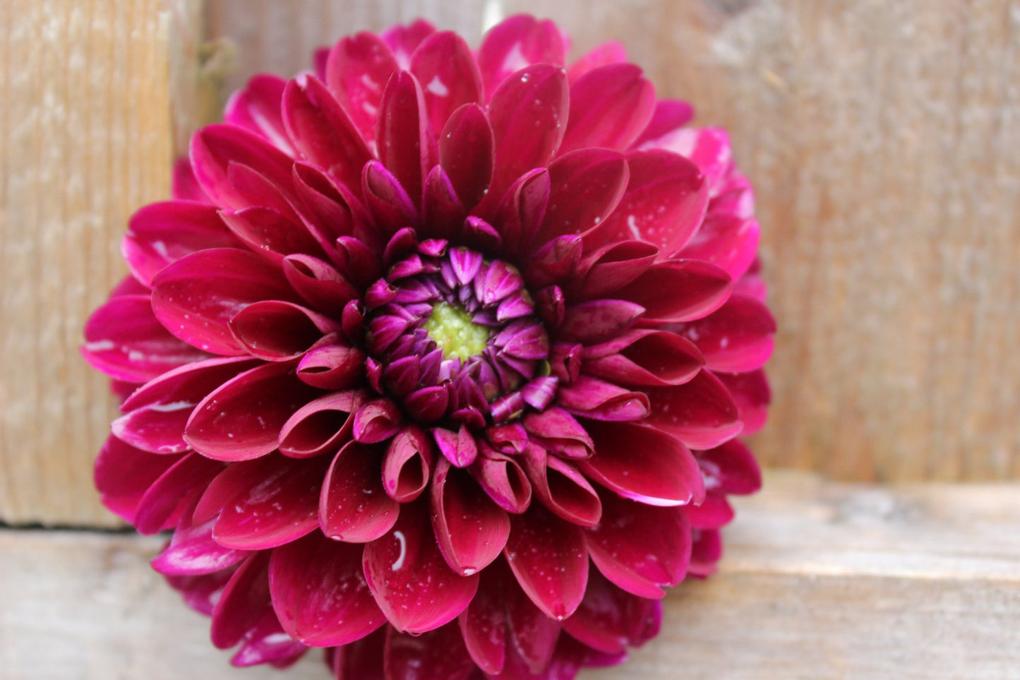 Black Diamond - Freese Flower Farm