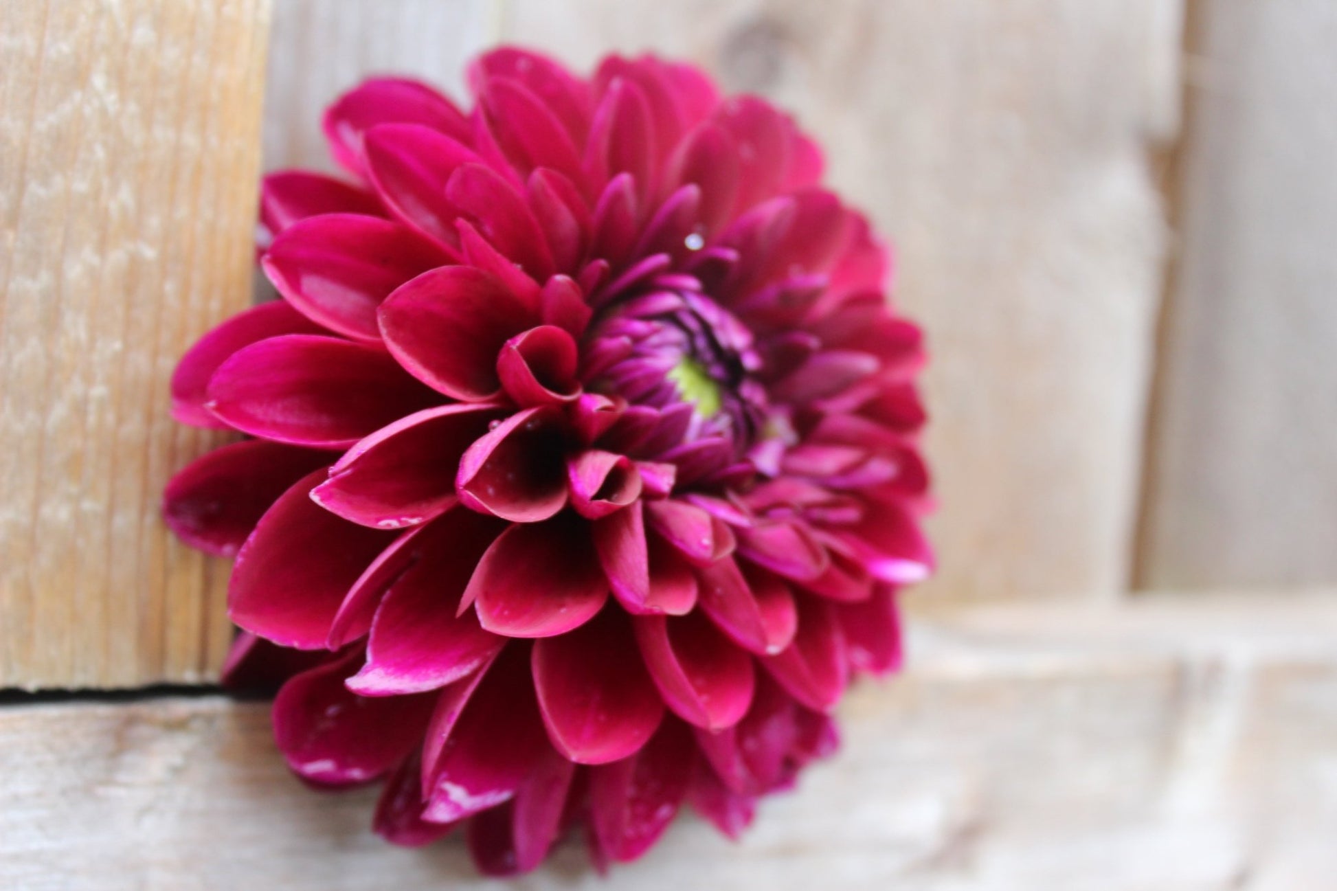 Black Diamond - Freese Flower Farm