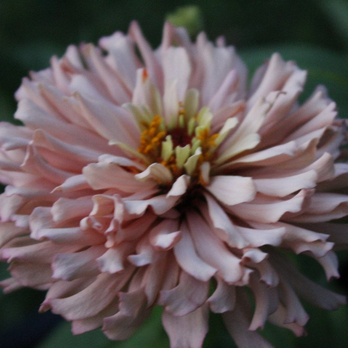 Zinnias, Pastel Blend - Freese Flower Farm