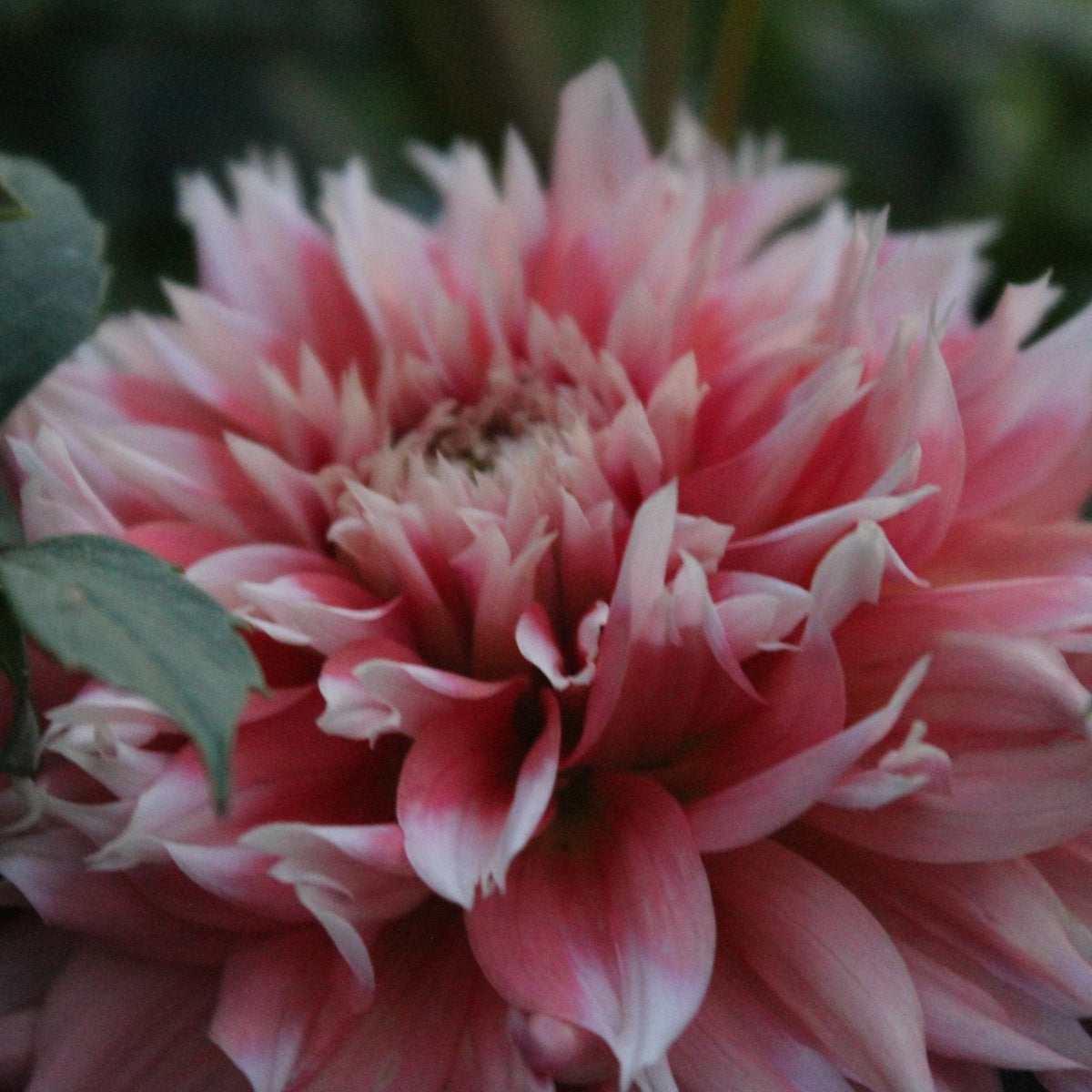 Lee's Frizzy Lizzy - Freese Flower Farm