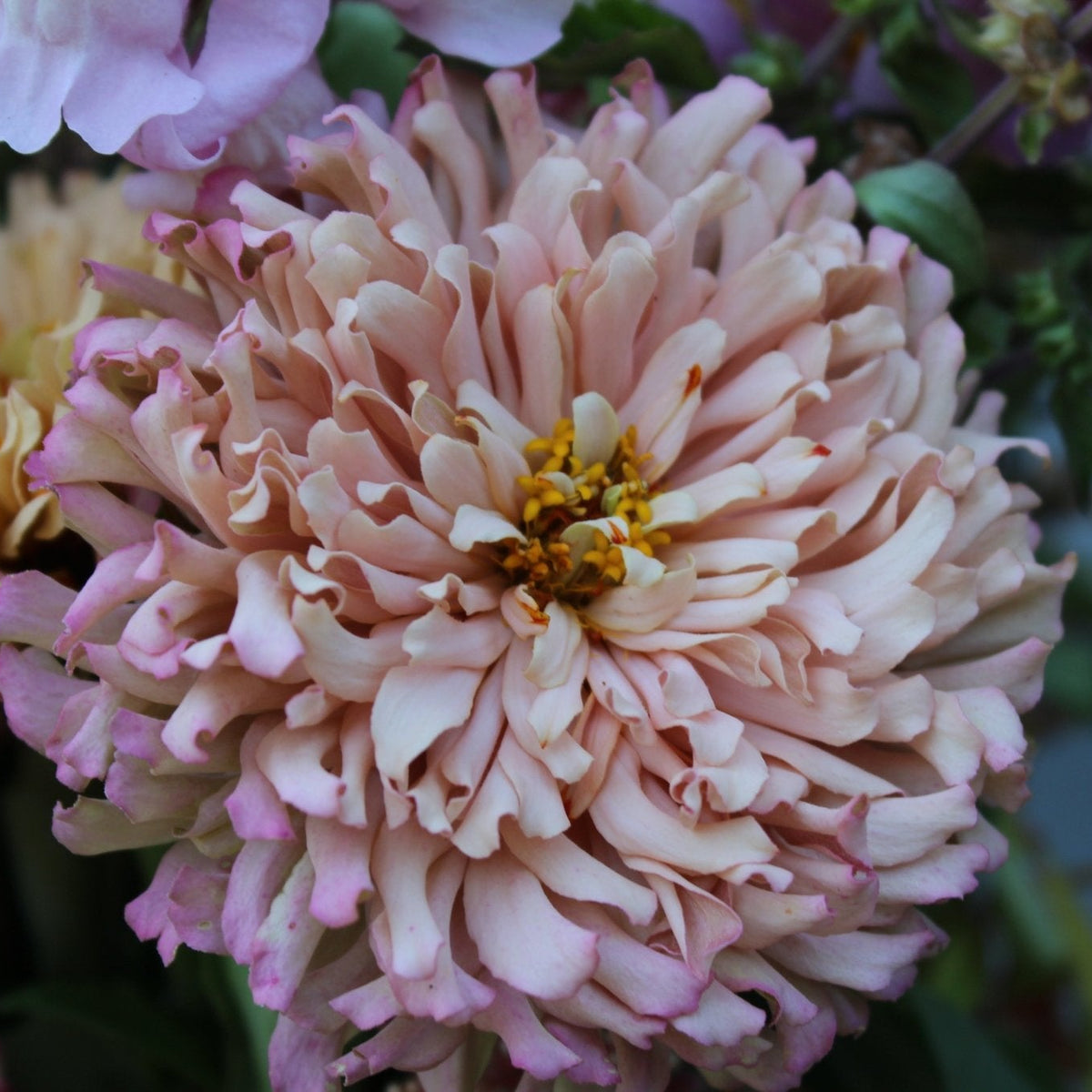 Zinnias, Pastel Blend - Freese Flower Farm