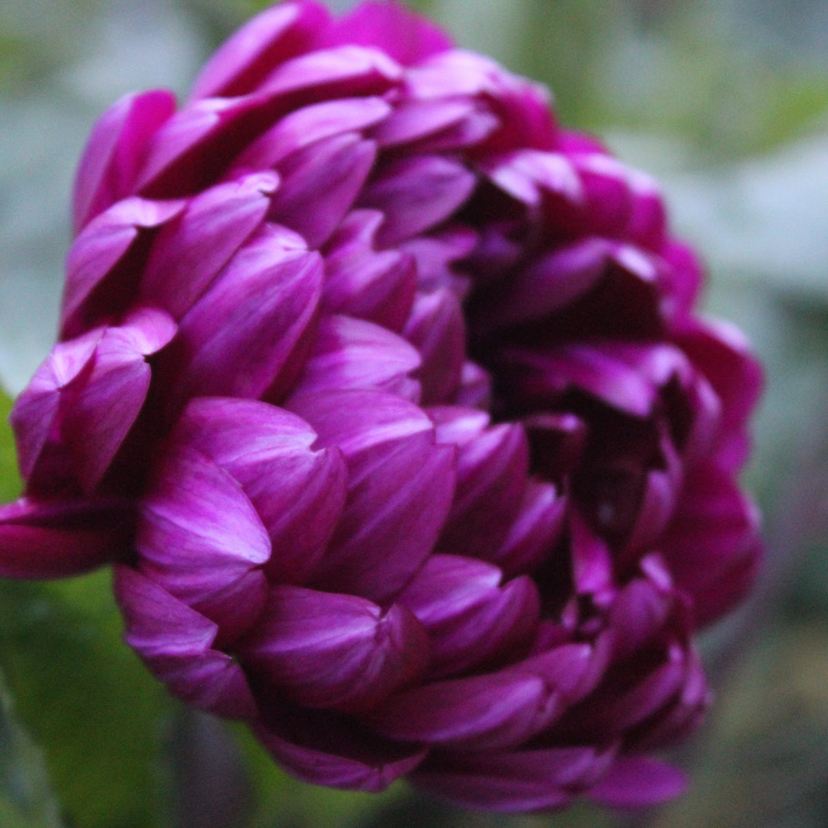 Sandia Regal - Freese Flower Farm