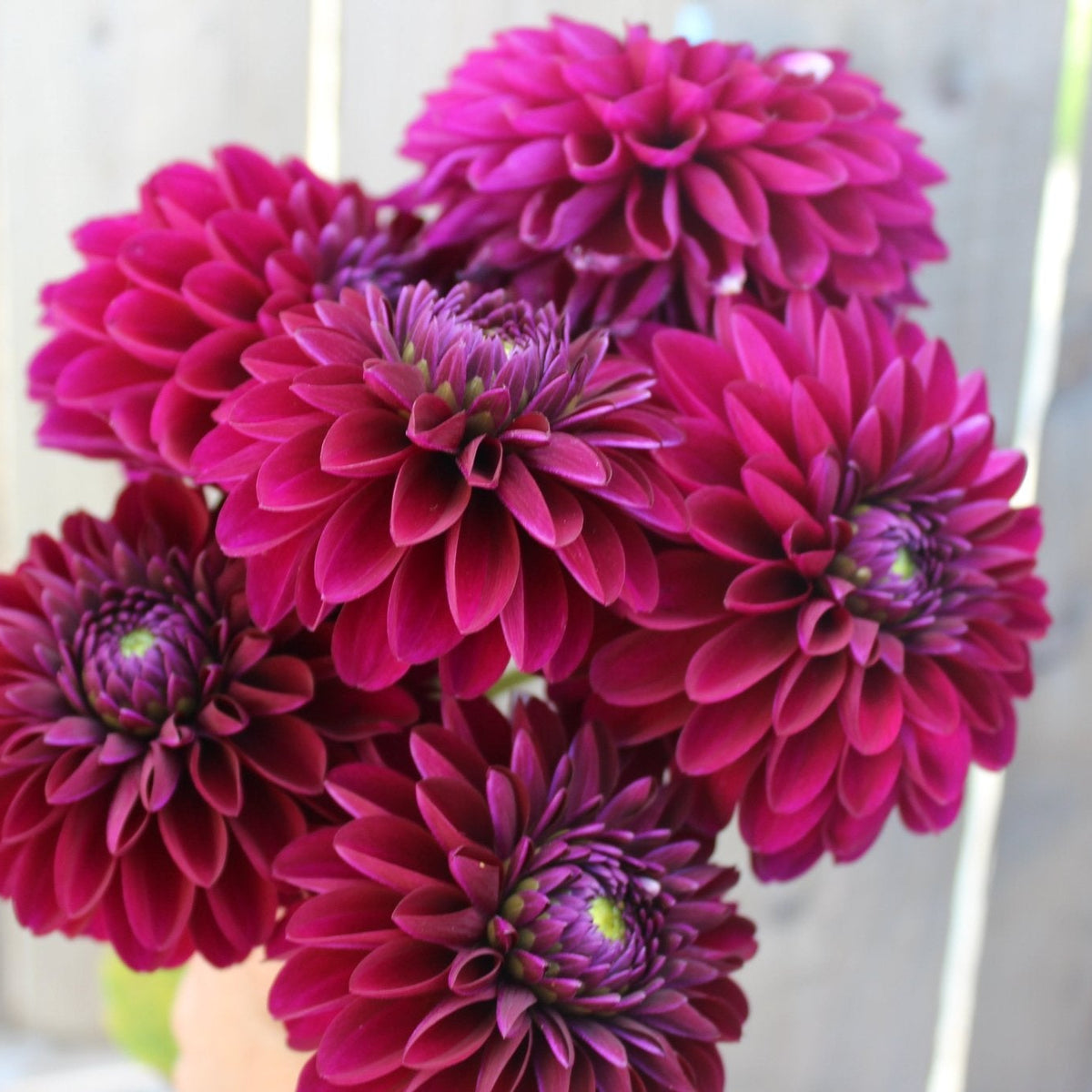 Black Diamond - Freese Flower Farm