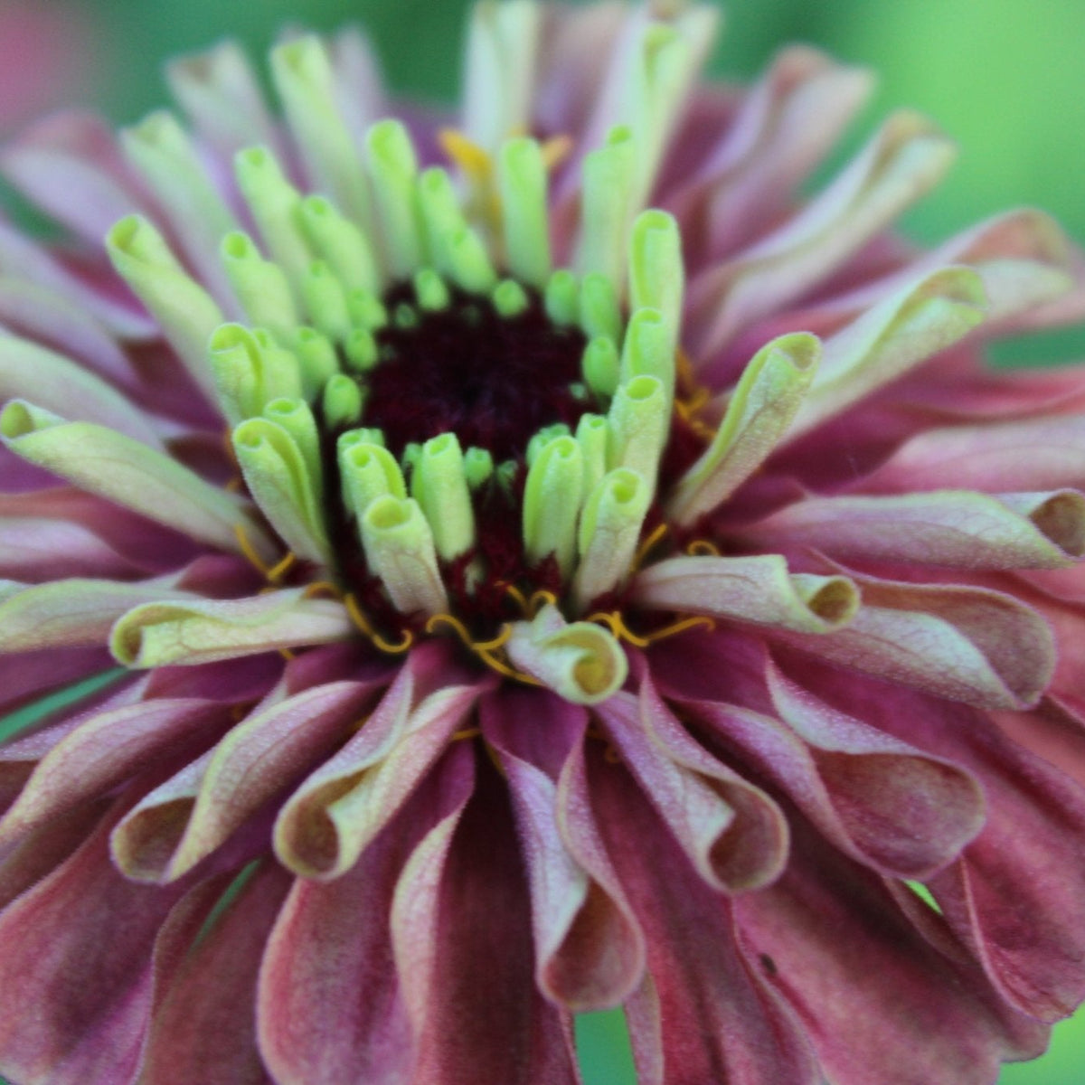 Zinnias, Lime Red - Freese Flower Farm