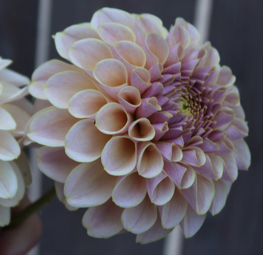 KA Cinder Rose - Freese Flower Farm