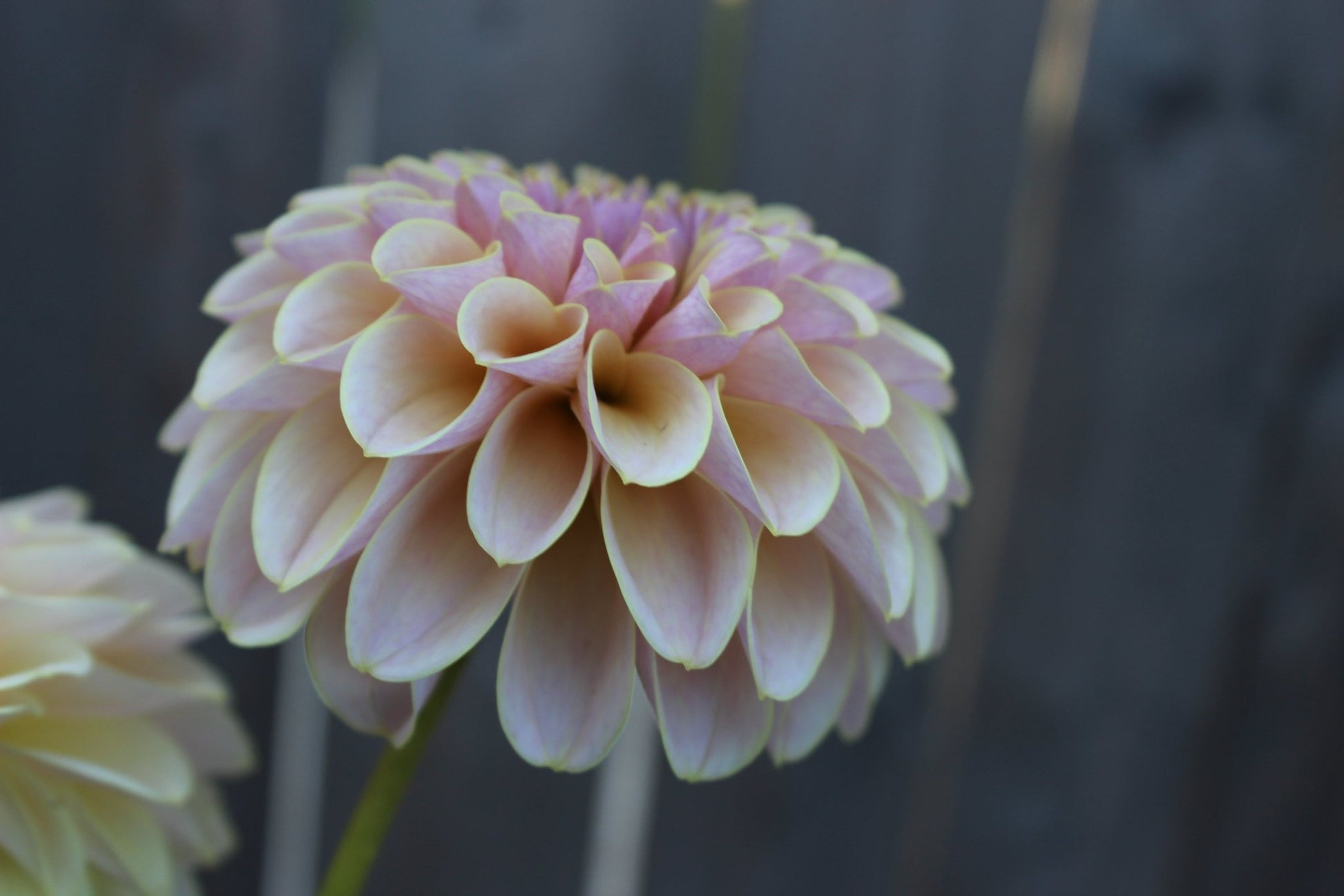 KA Cinder Rose - Freese Flower Farm