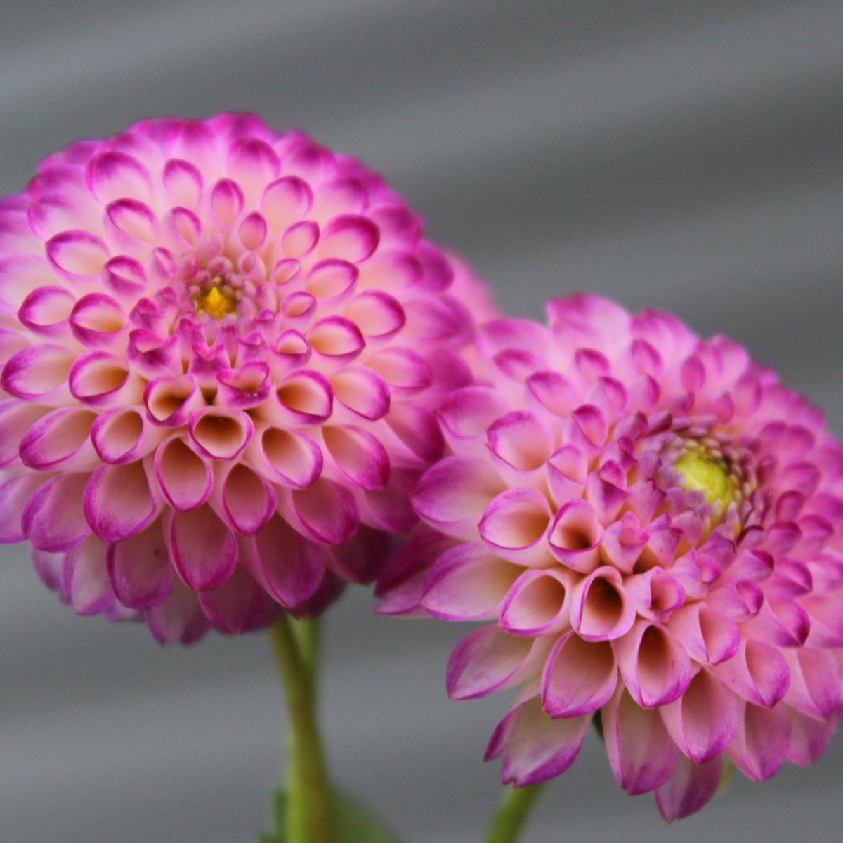 Irish Miss - Freese Flower Farm
