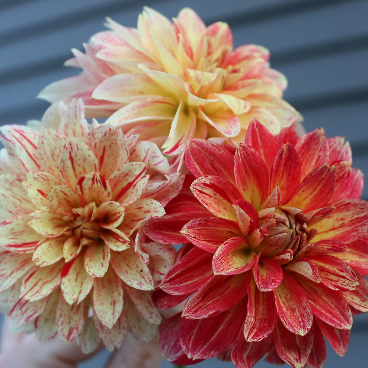 Jowey Brochant - Freese Flower Farm