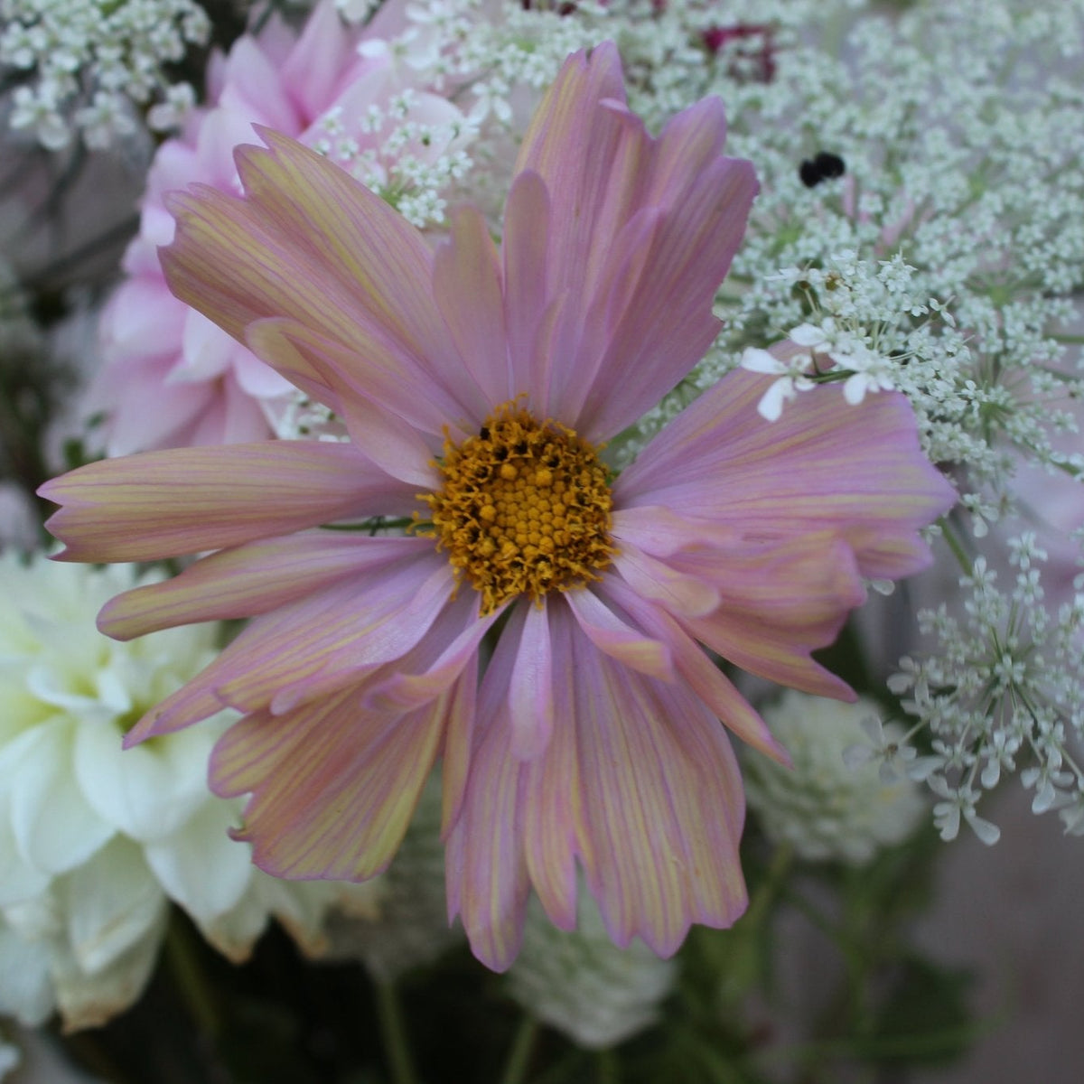 Apricotta Cosmos - Freese Flower Farm