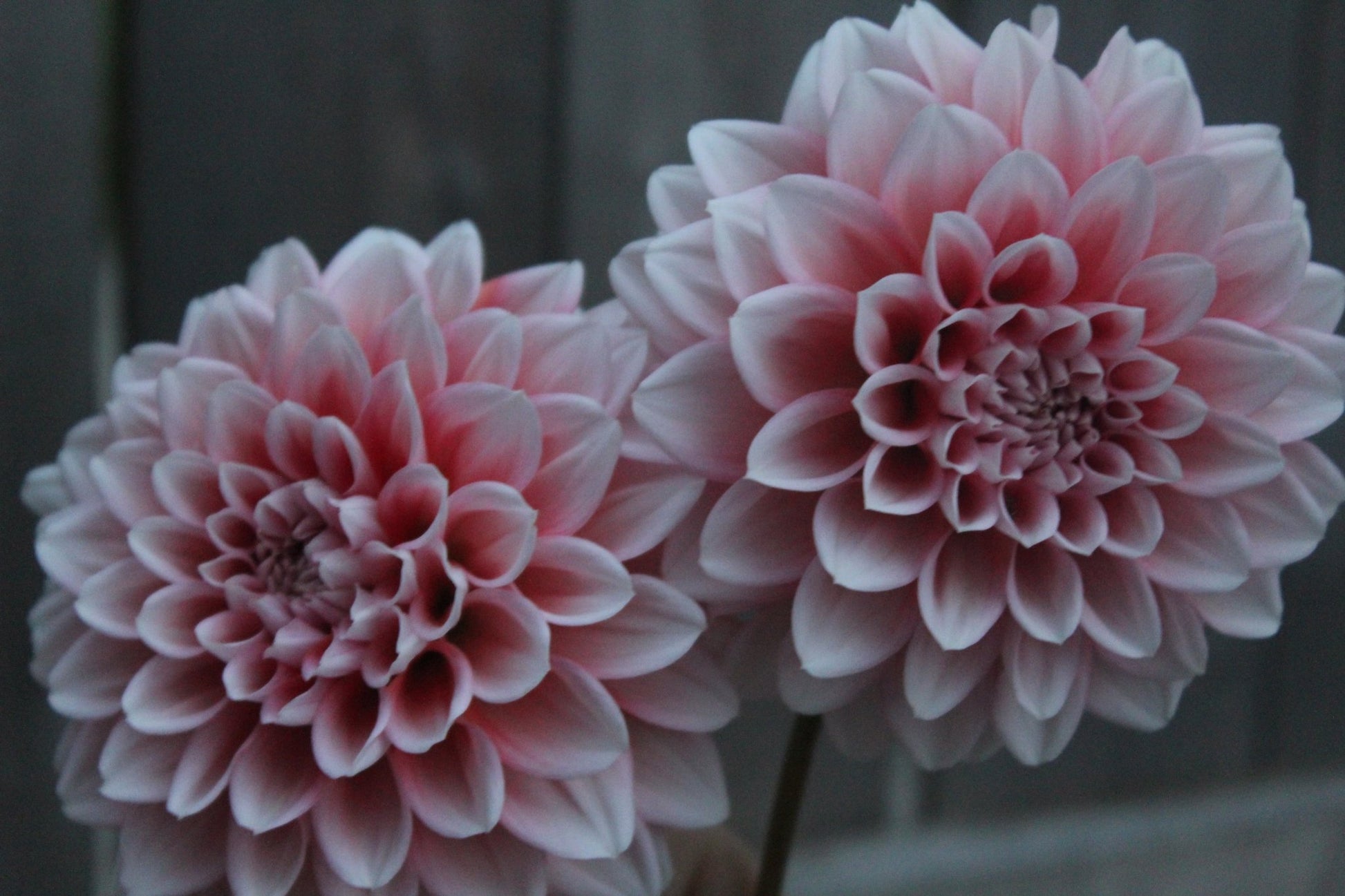 Lee's Pineberry Triffle - Freese Flower Farm