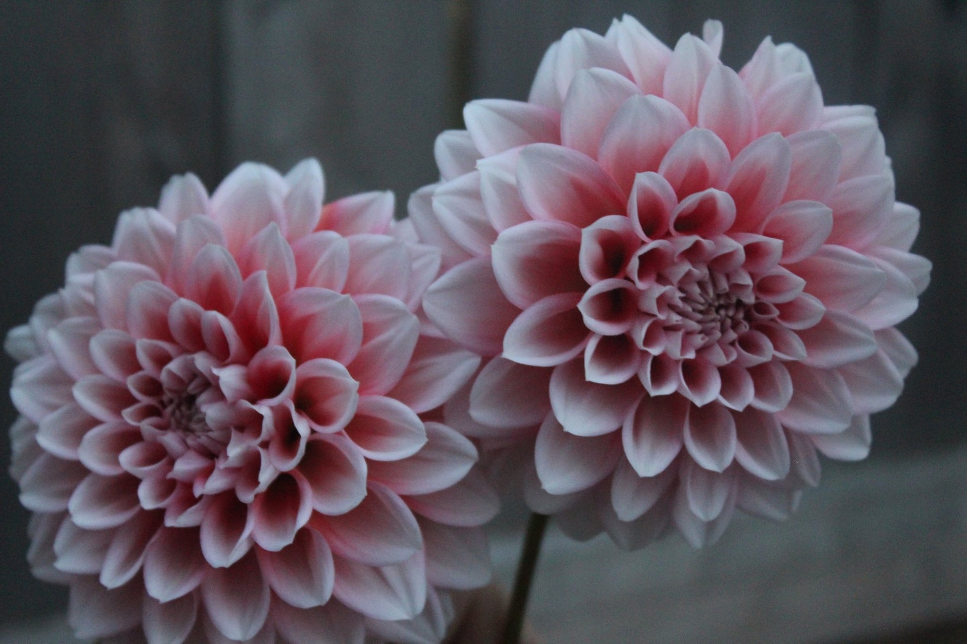 Lee's Pineberry Triffle - Freese Flower Farm