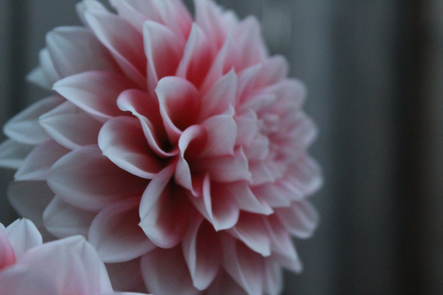 Lee's Pineberry Triffle - Freese Flower Farm