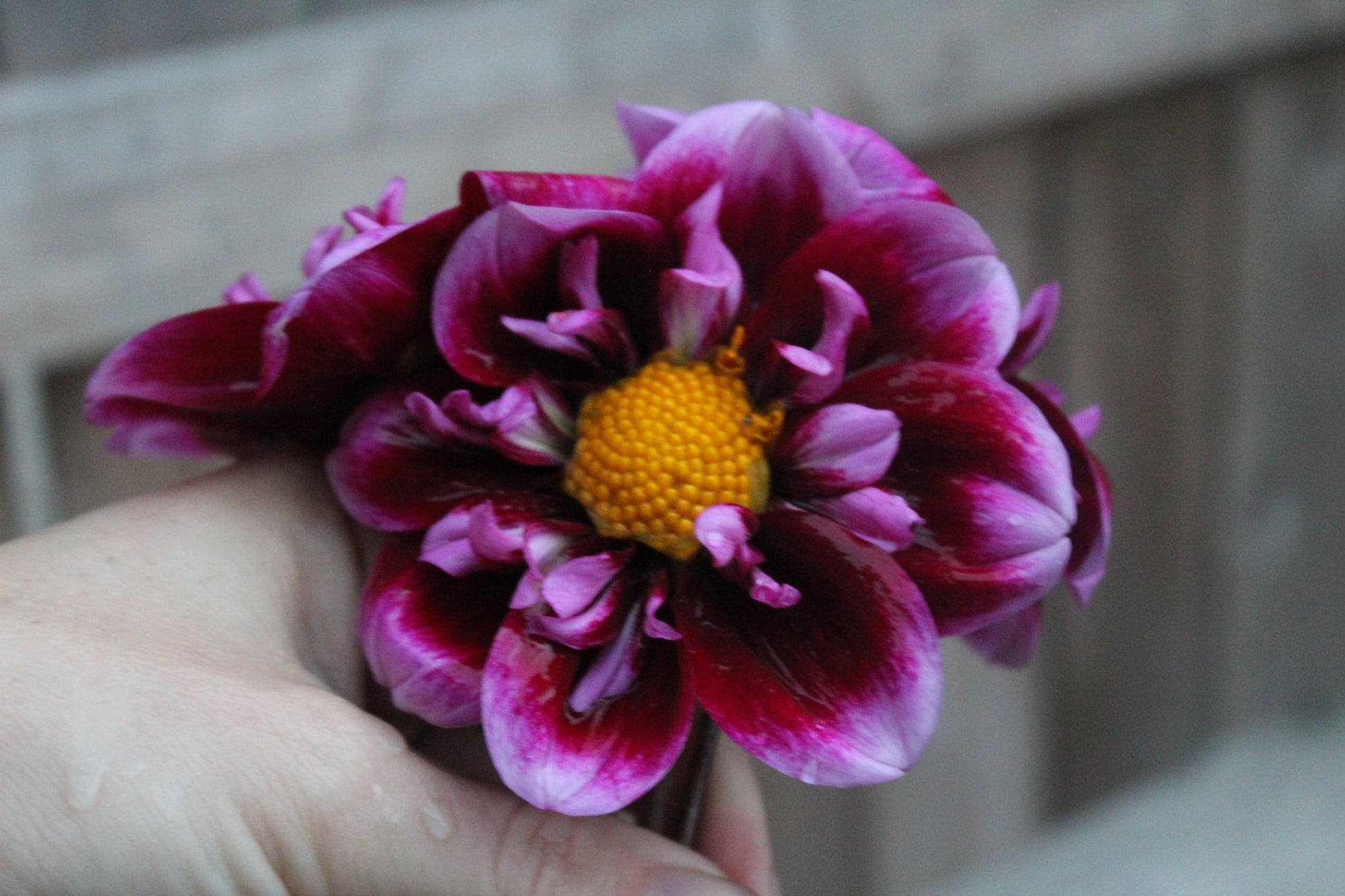 Purple Wow - Freese Flower Farm