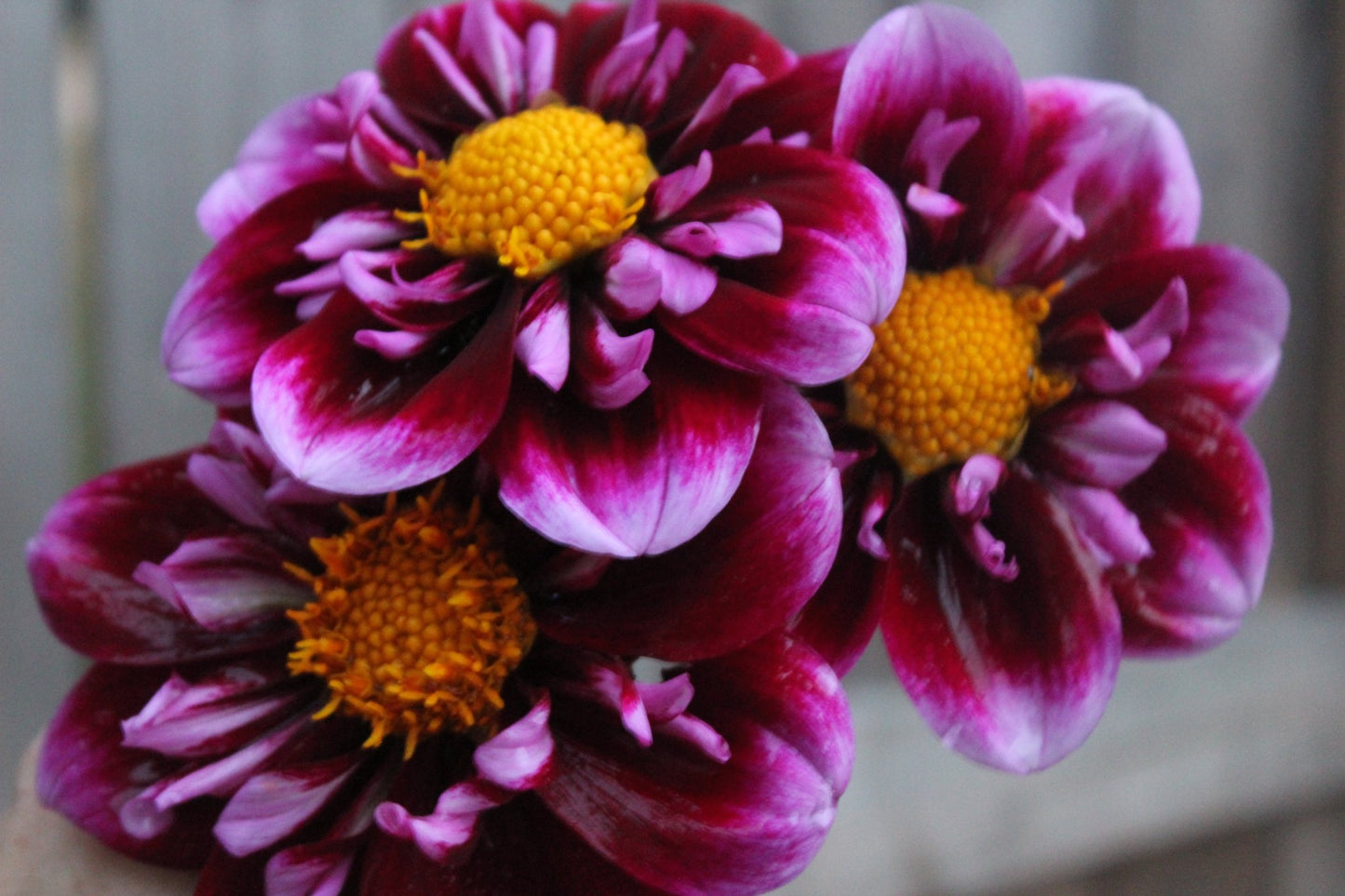 Purple Wow - Freese Flower Farm