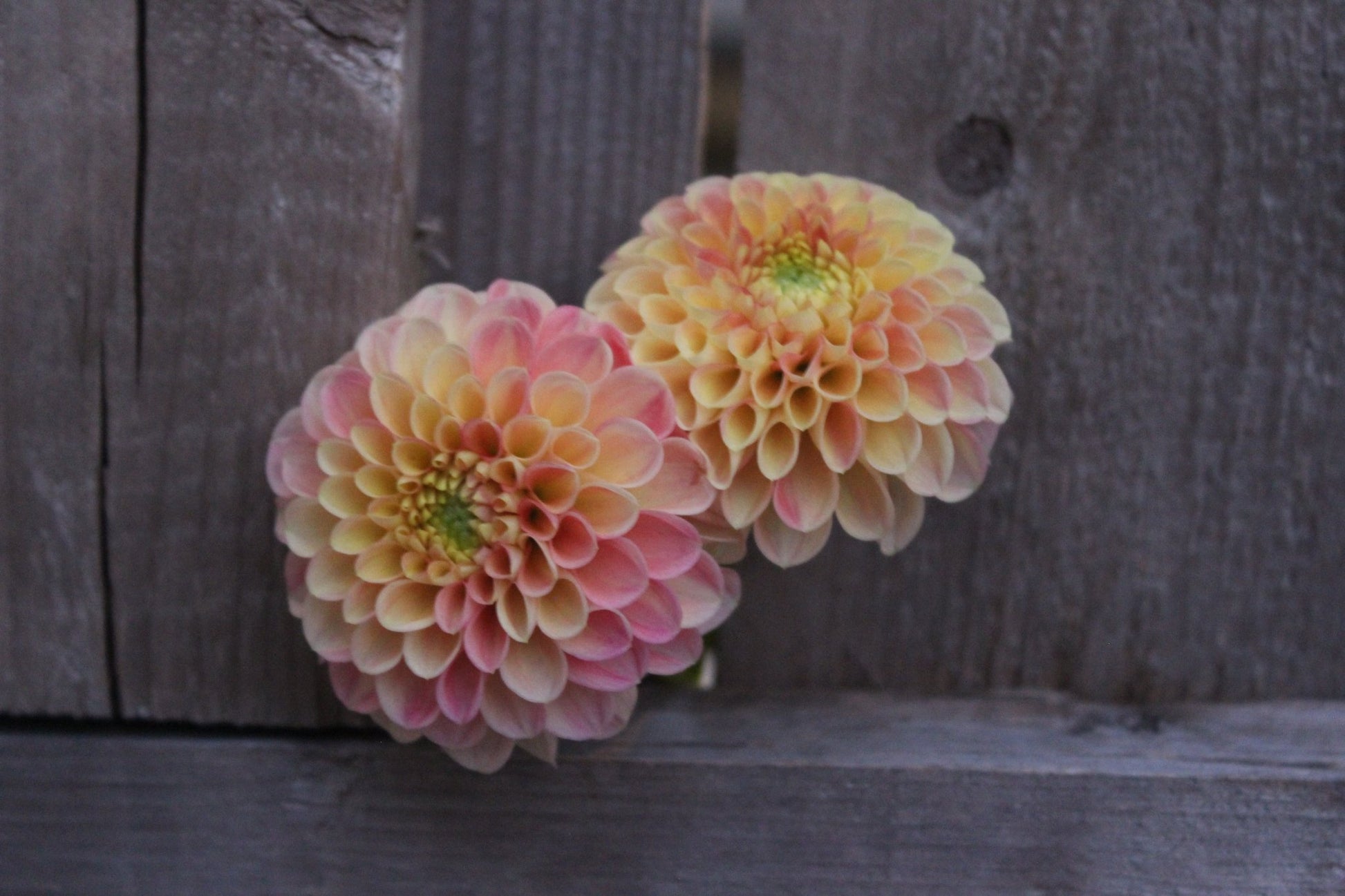 Good Peach - Freese Flower Farm