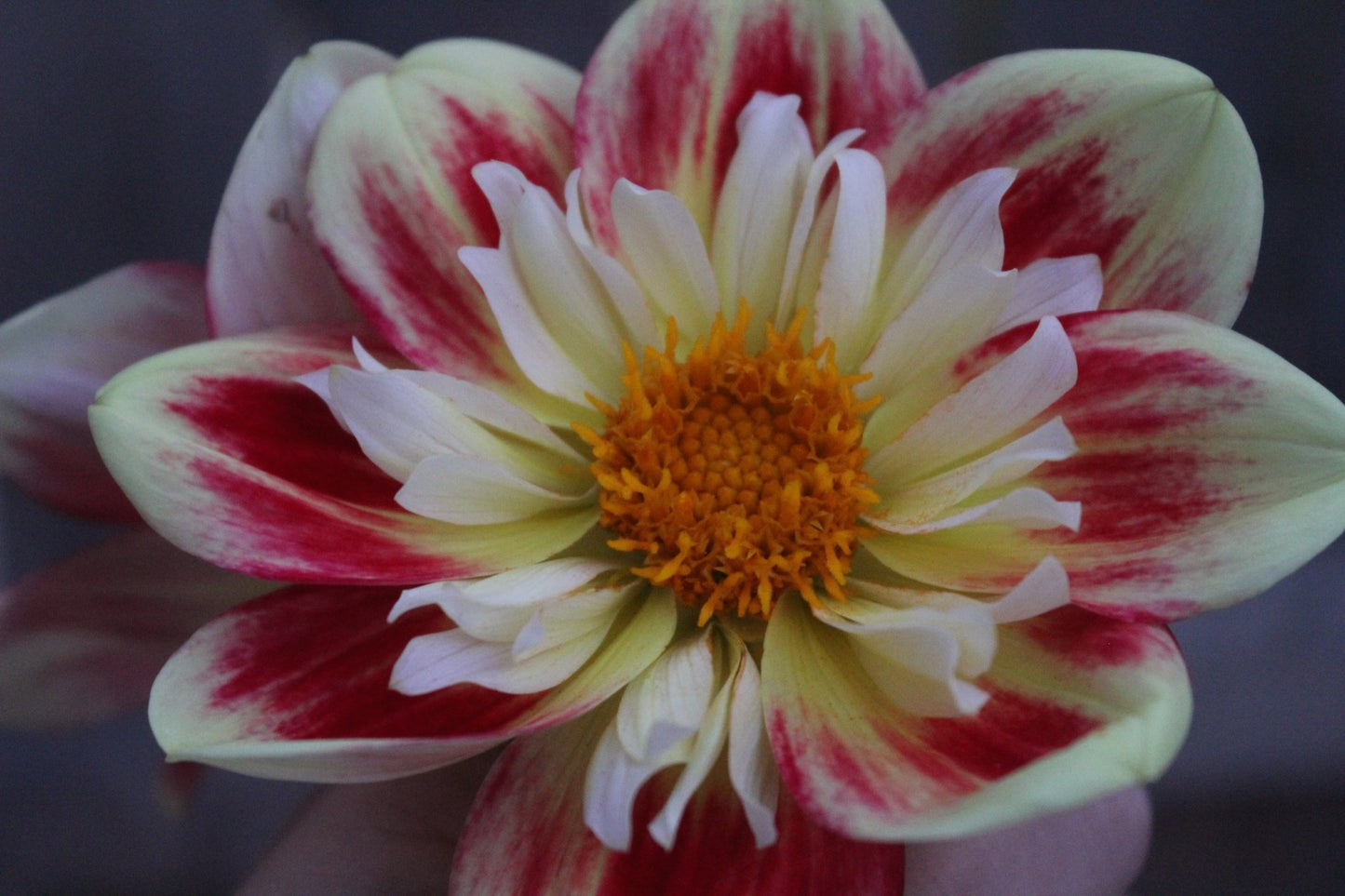 Asphire Fancy - Freese Flower Farm