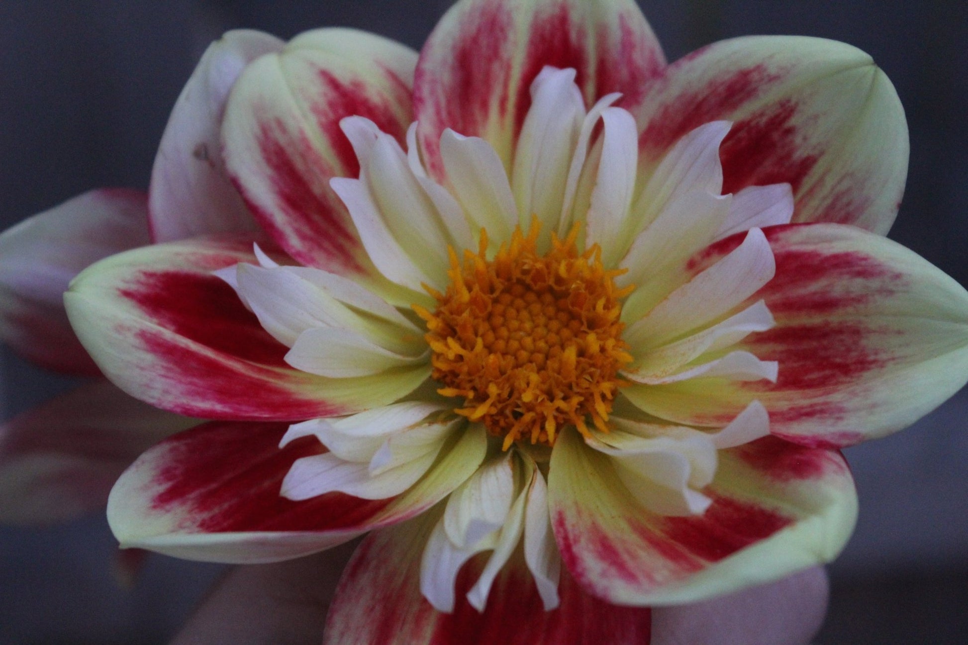 Asphire Fancy - Freese Flower Farm