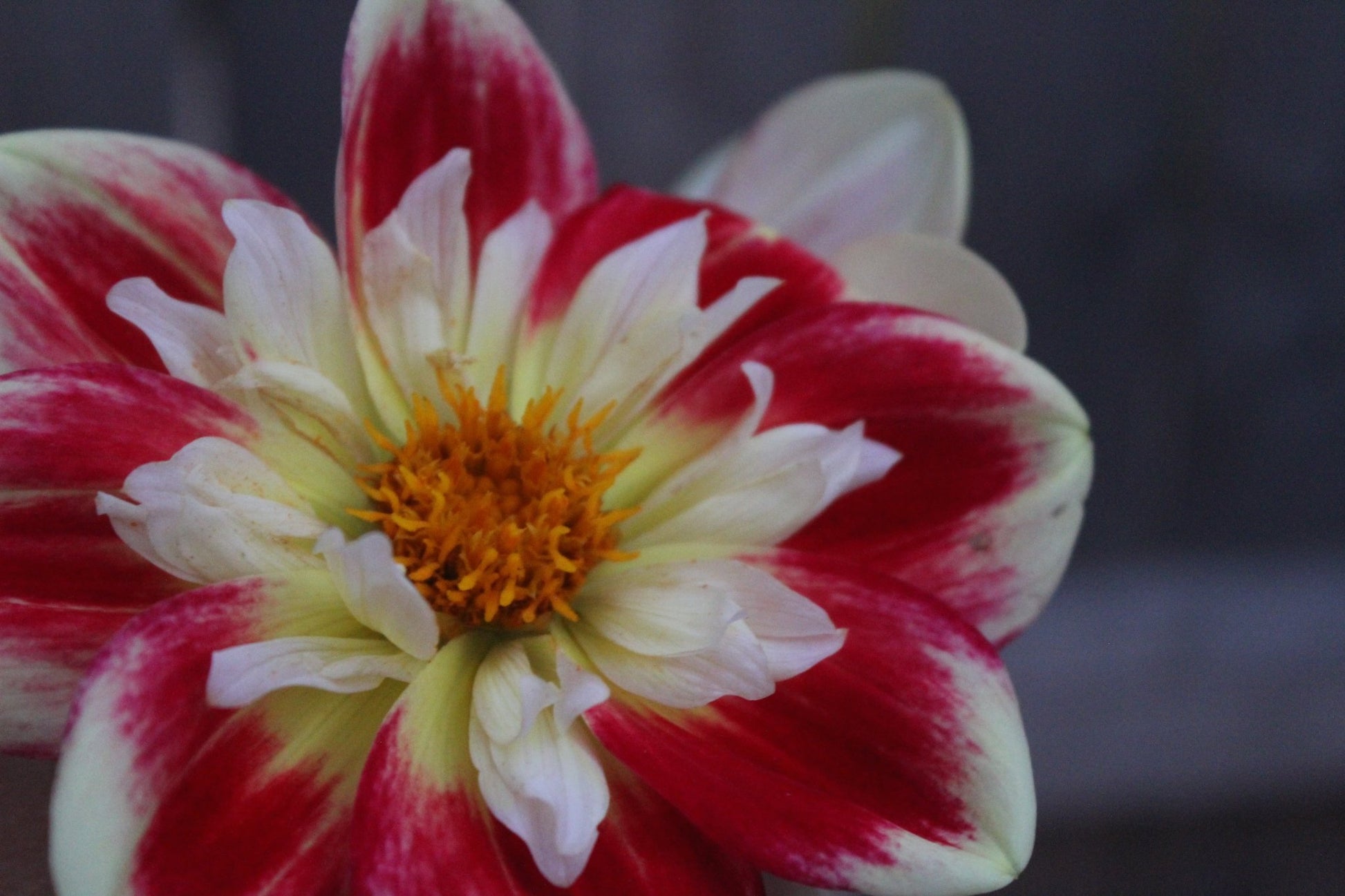 Asphire Fancy - Freese Flower Farm