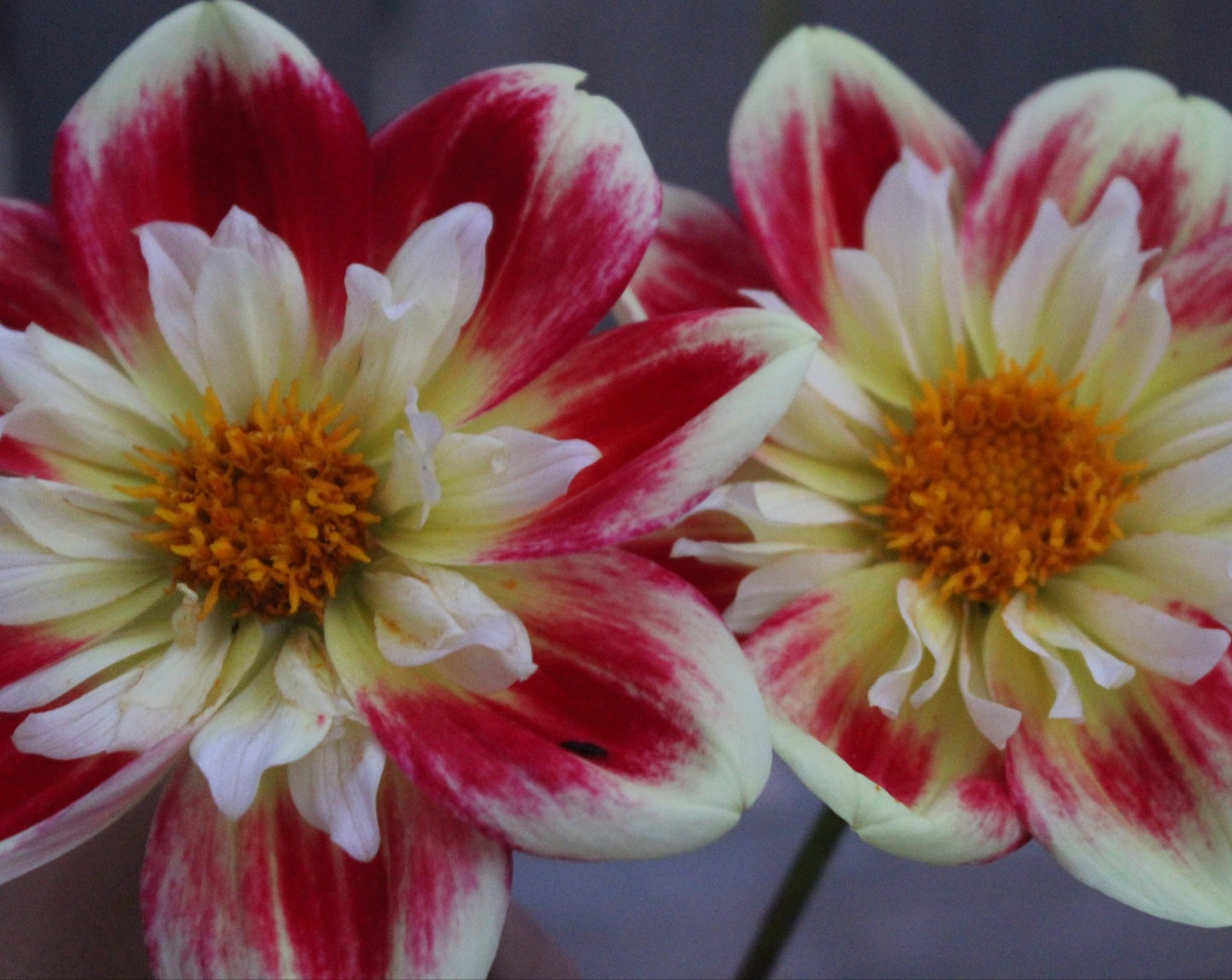 Asphire Fancy - Freese Flower Farm