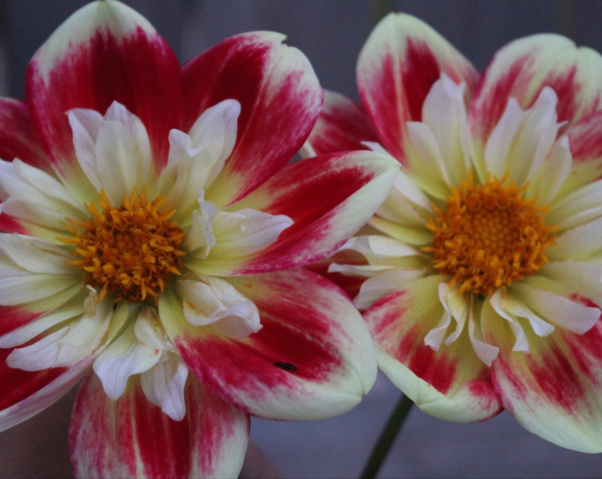 Asphire Fancy - Freese Flower Farm