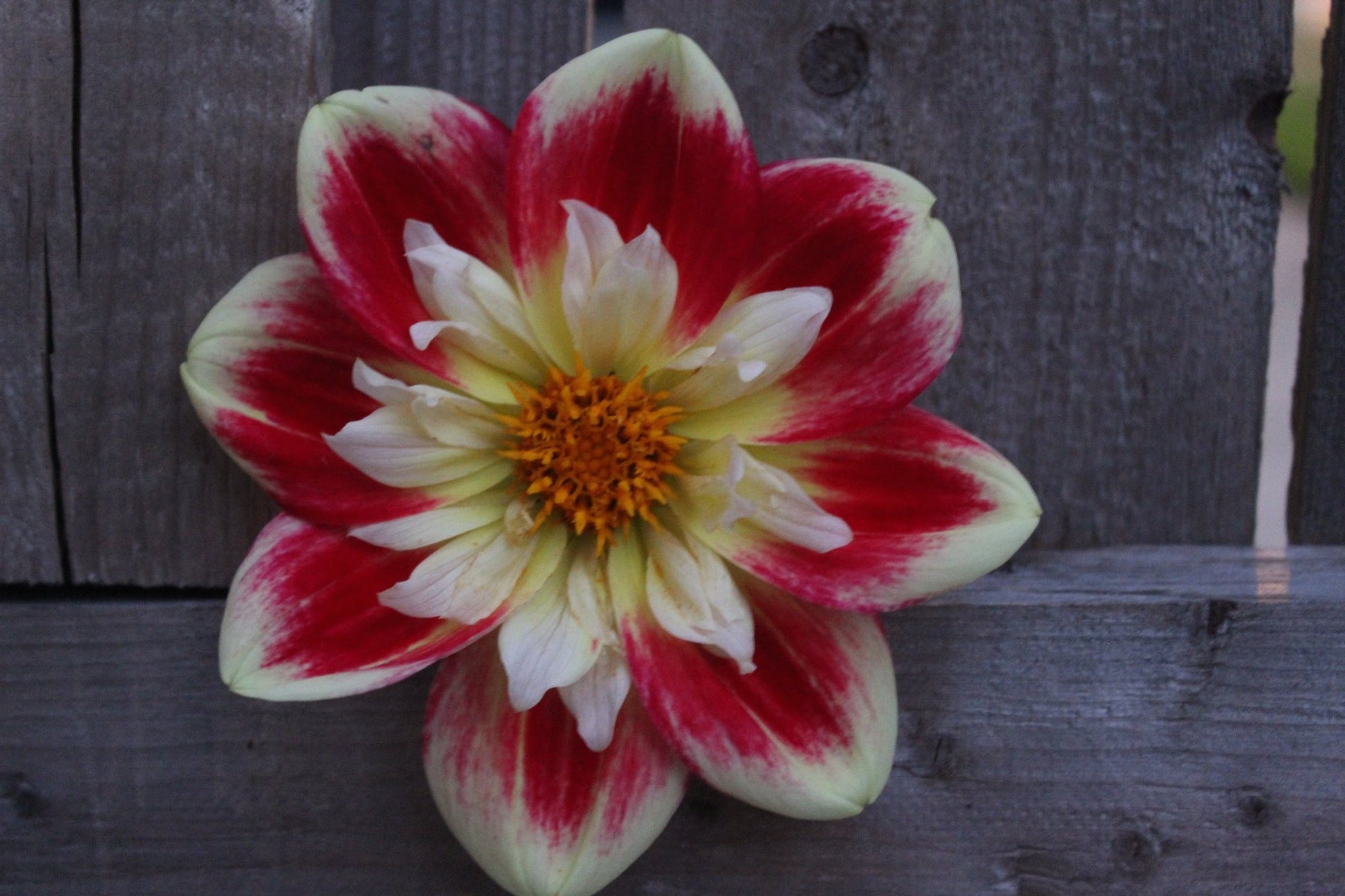 Asphire Fancy - Freese Flower Farm