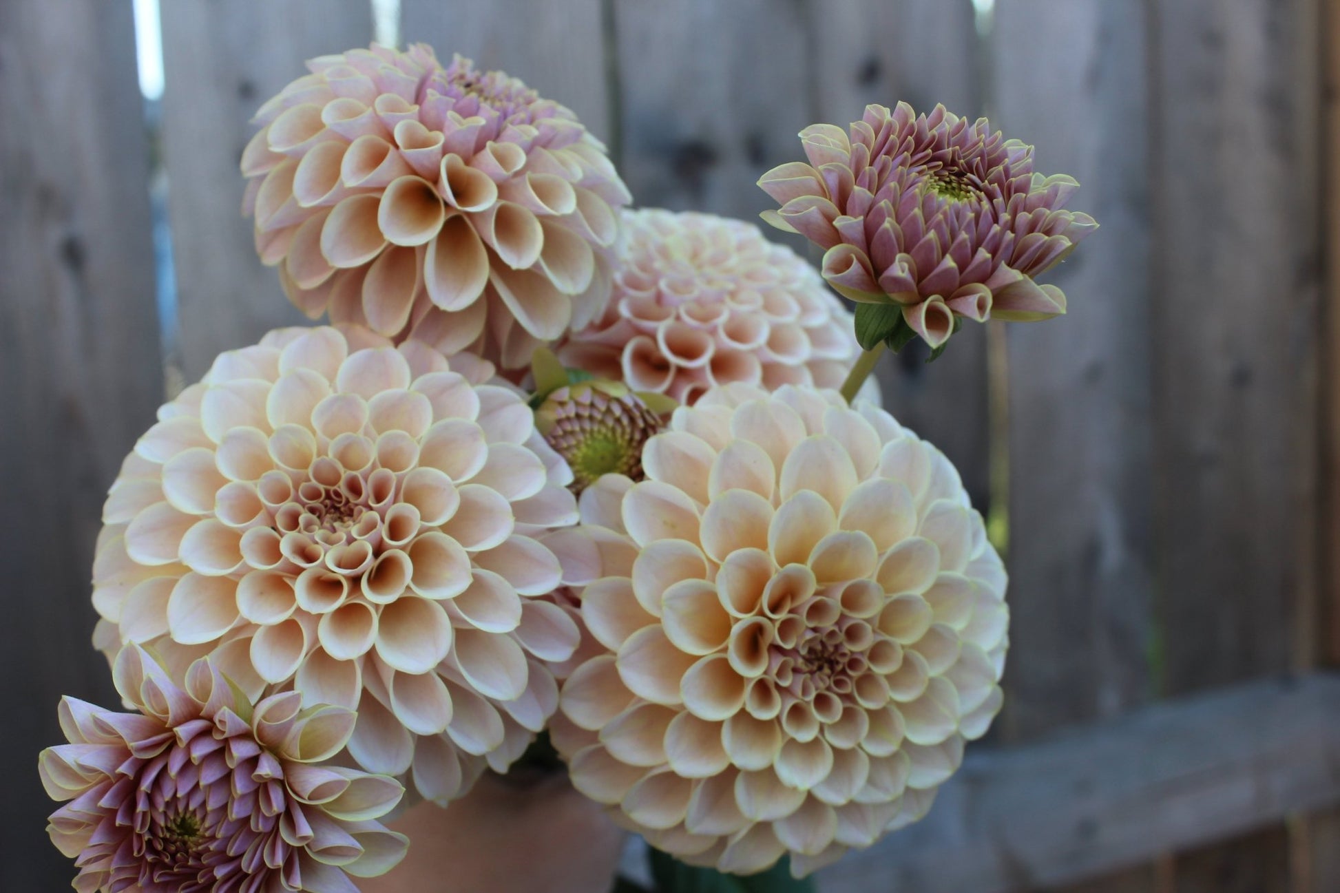 Cinder Rose - Freese Flower Farm