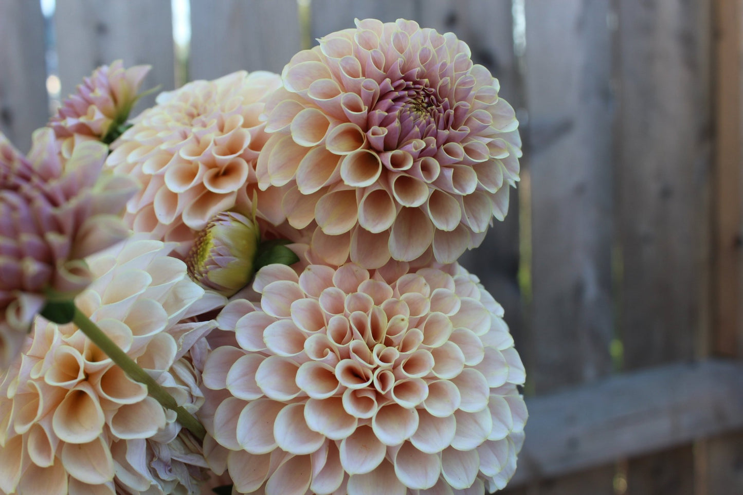 Cinder Rose - Freese Flower Farm