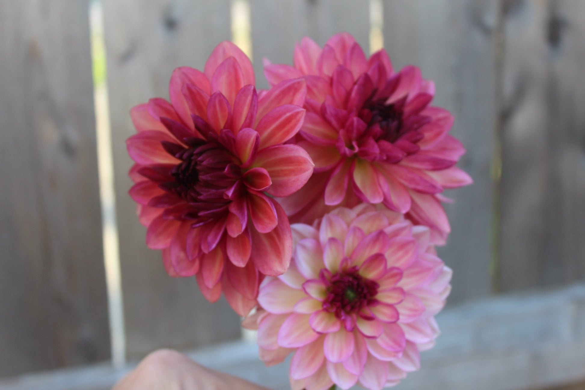 Bacardi - Freese Flower Farm