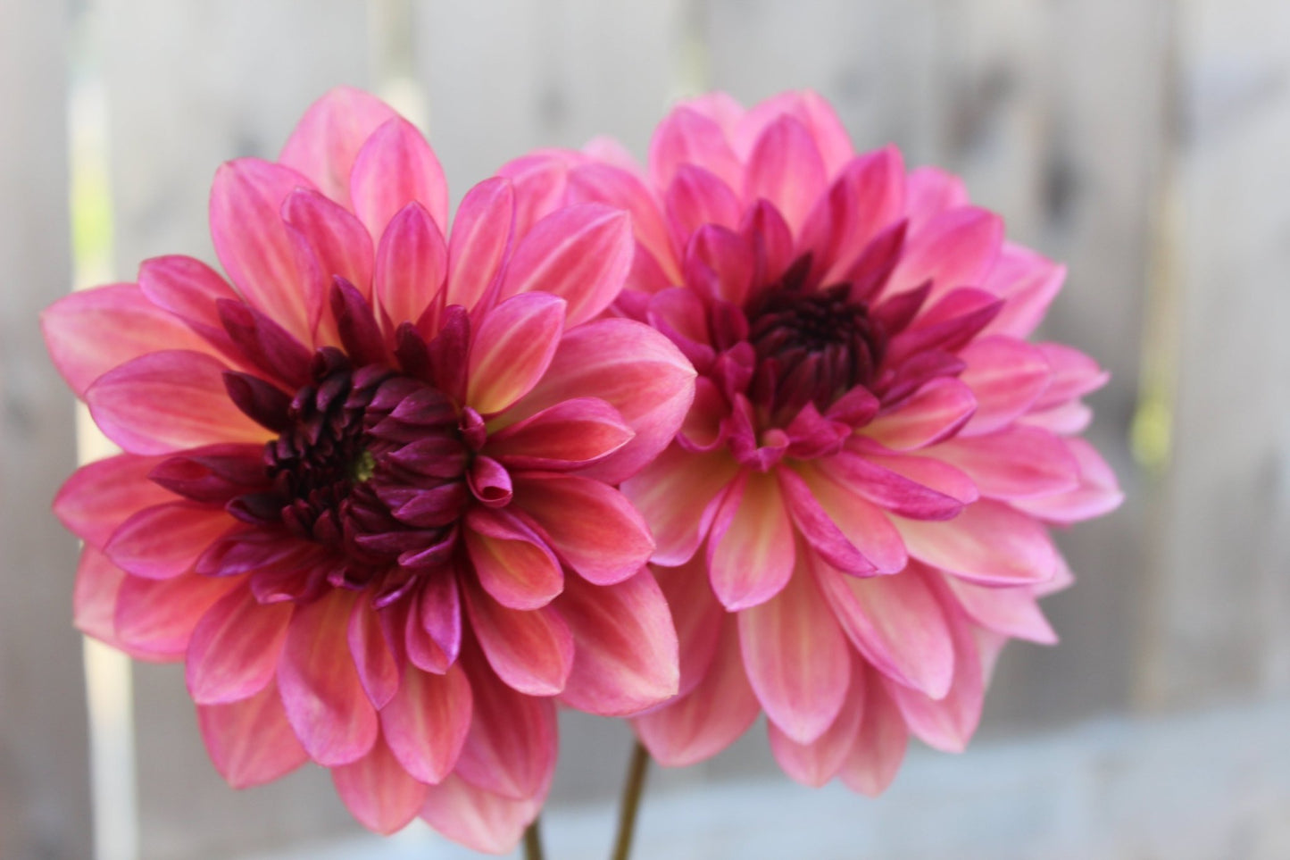 Bacardi - Freese Flower Farm