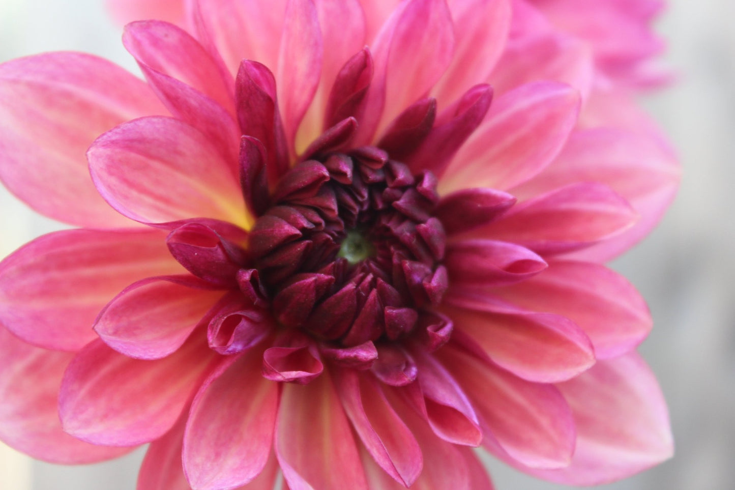 Bacardi - Freese Flower Farm