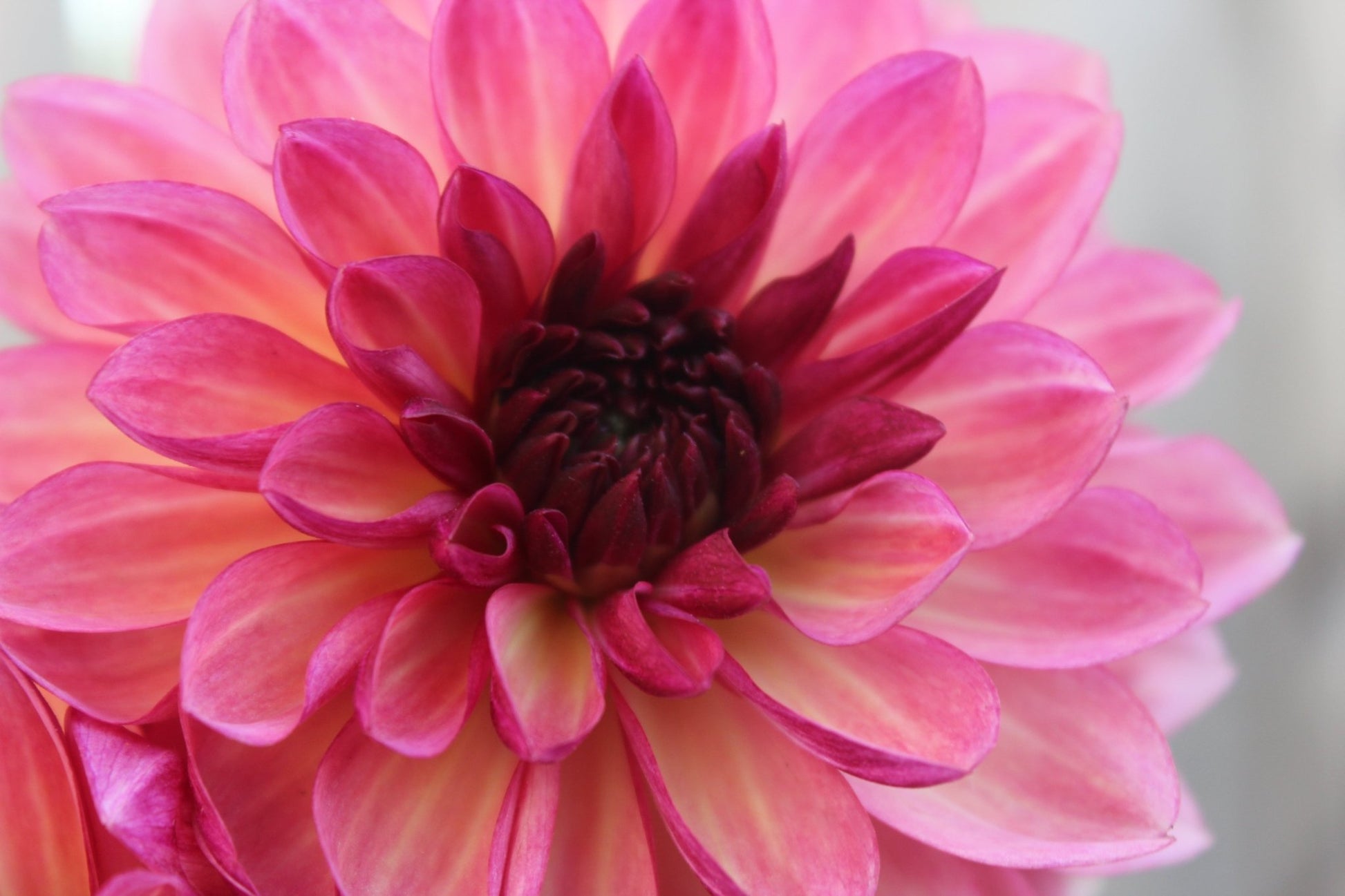 Bacardi - Freese Flower Farm