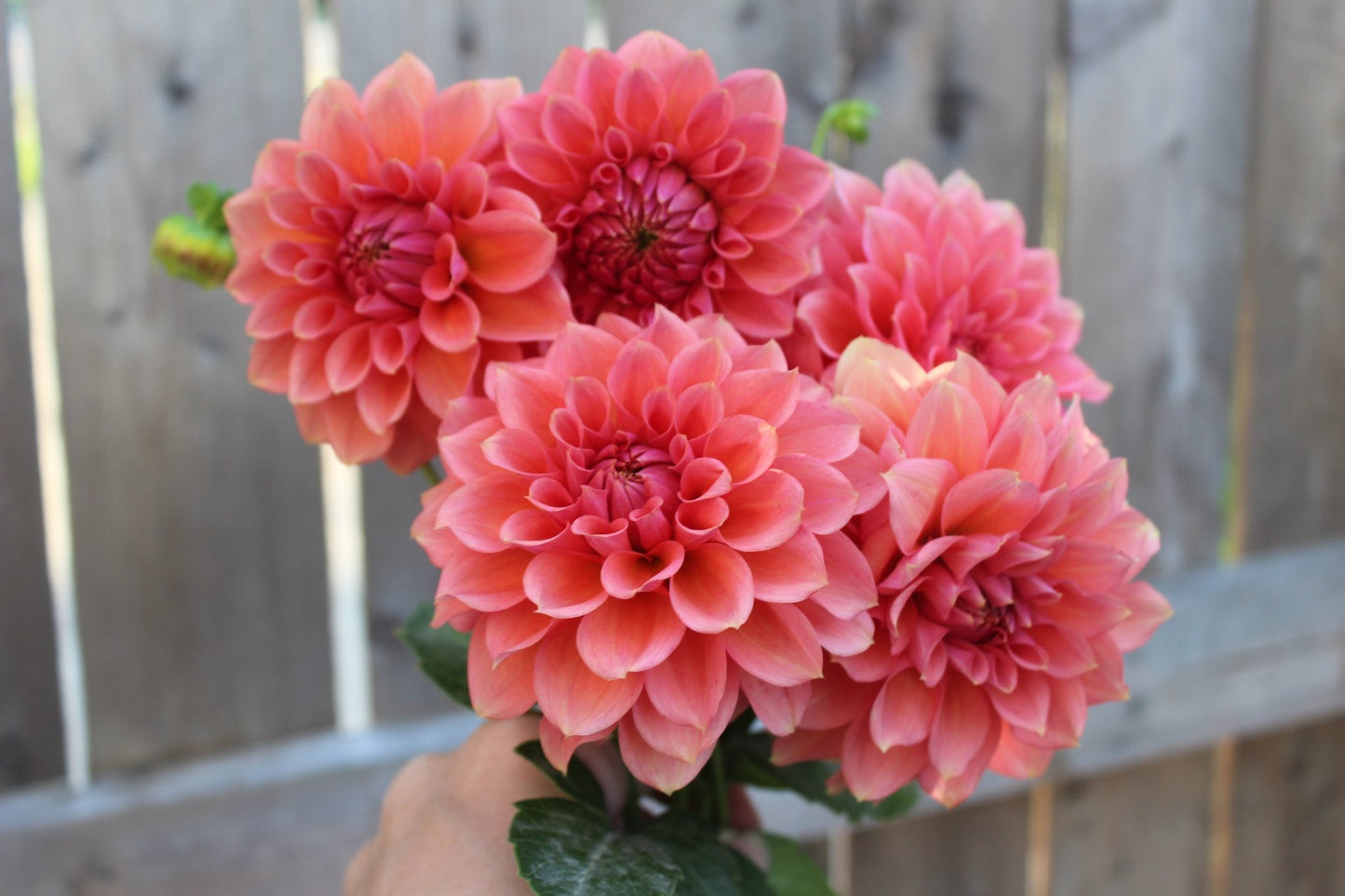 RM Pink Sugar - Freese Flower Farm