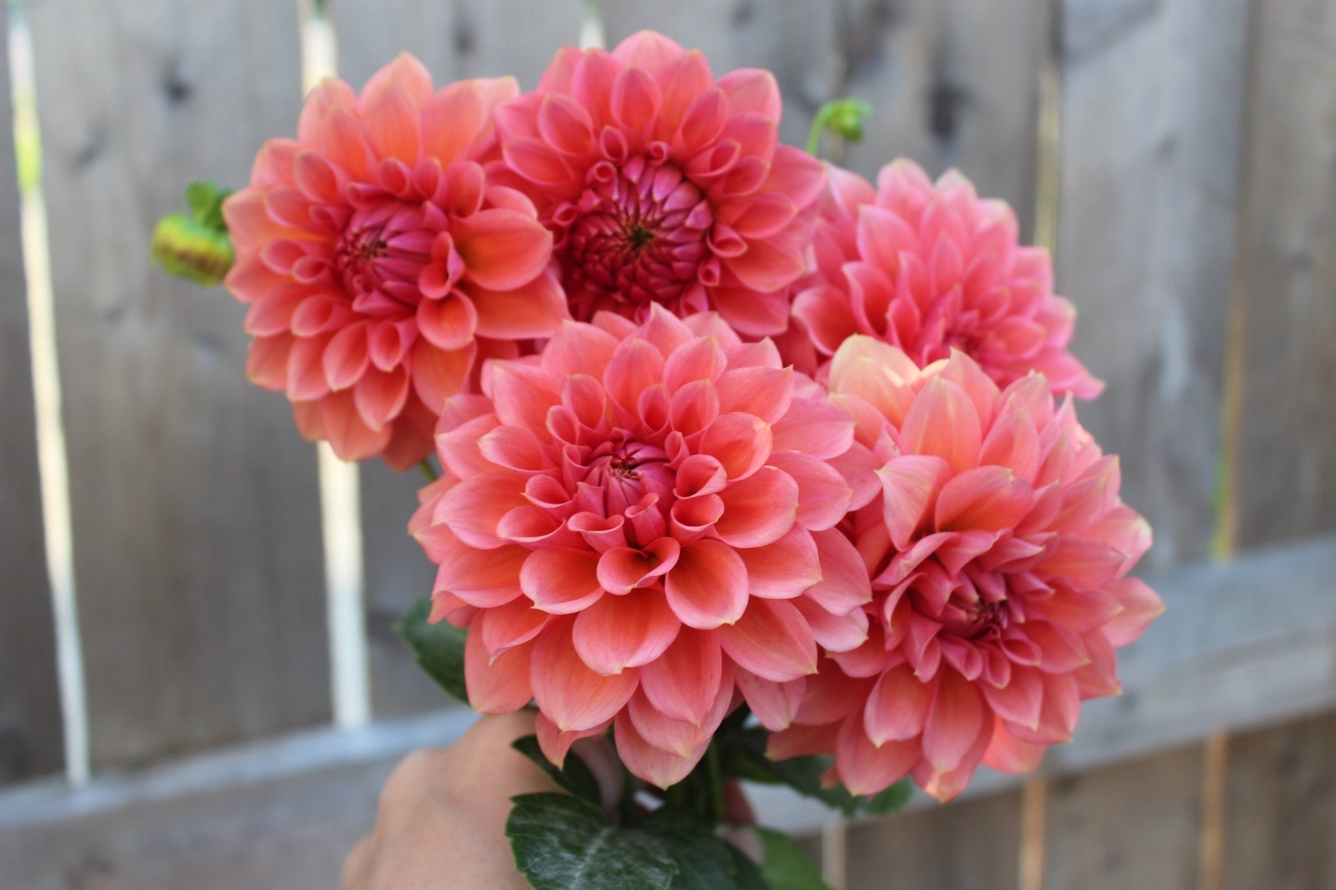 RM Pink Sugar - Freese Flower Farm