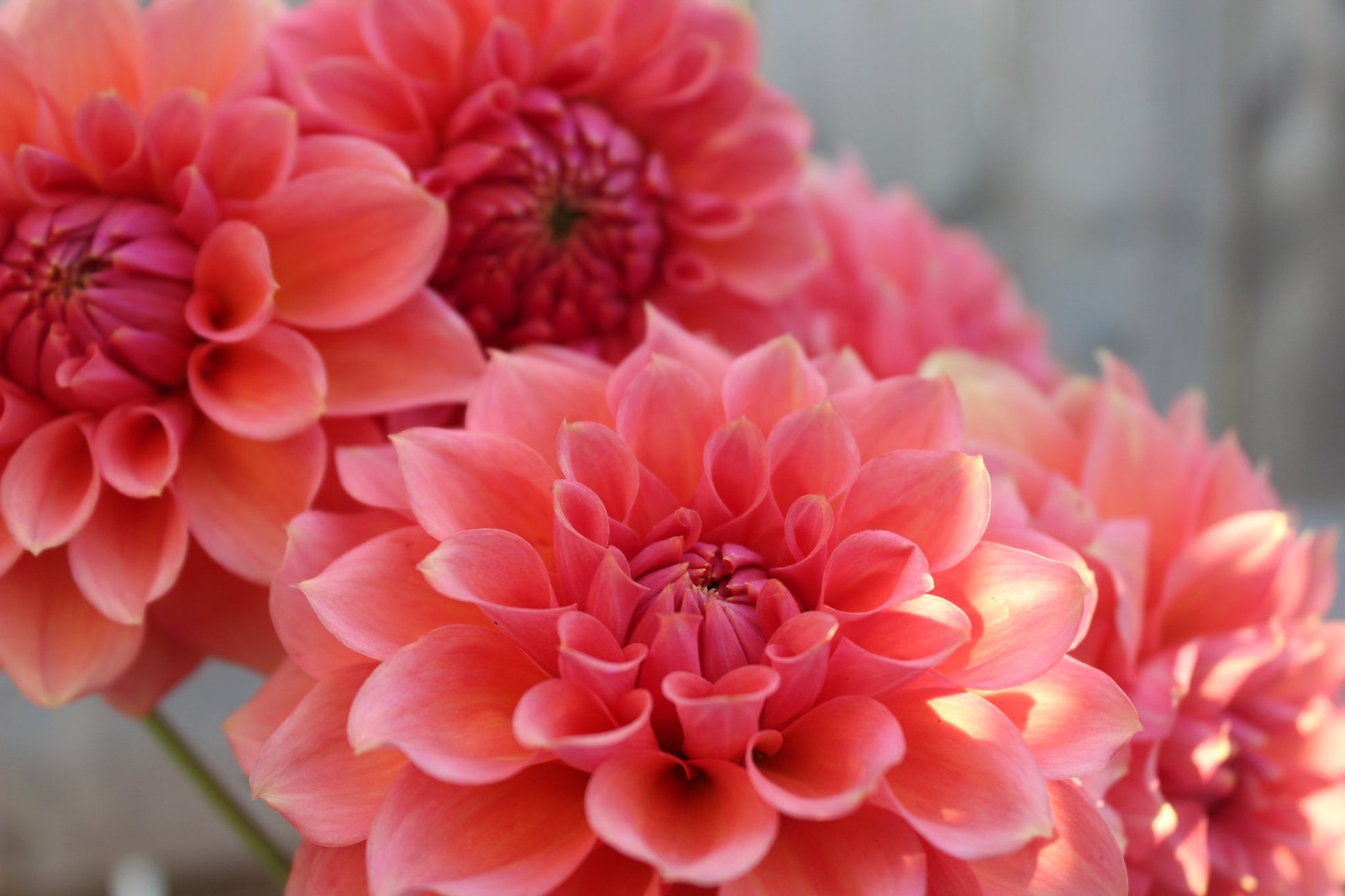 RM Pink Sugar - Freese Flower Farm