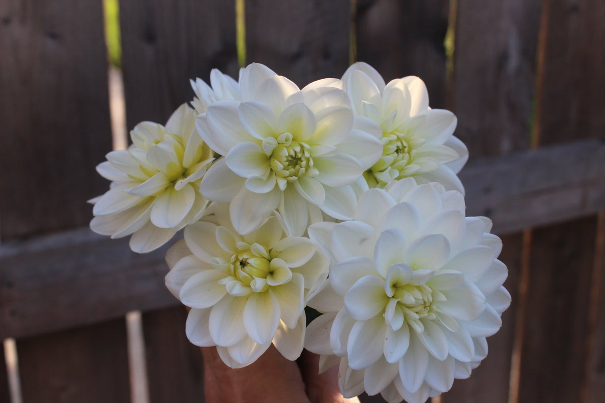 Bride To Be - Freese Flower Farm