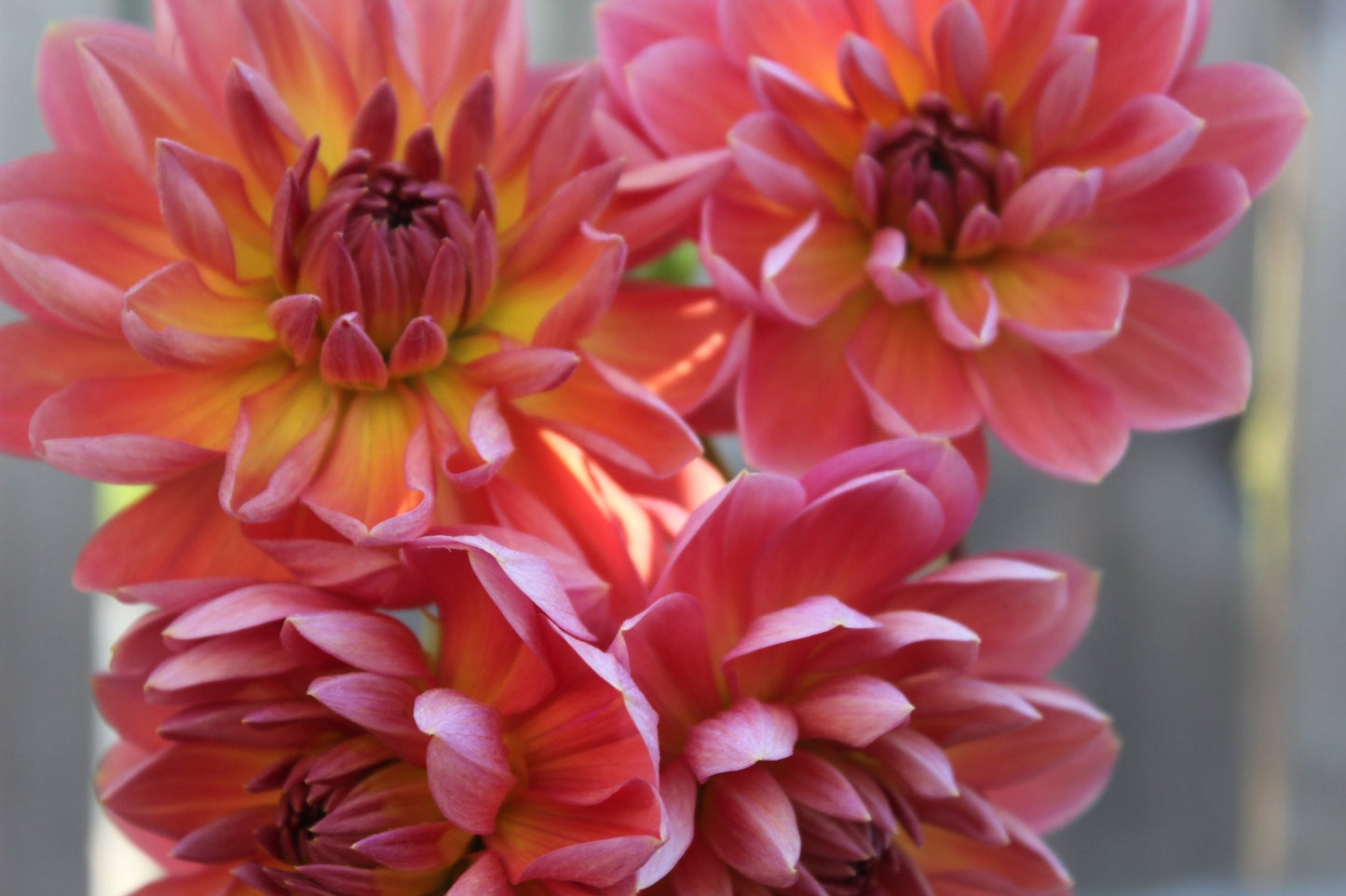 Holly Hill Daydream - Freese Flower Farm